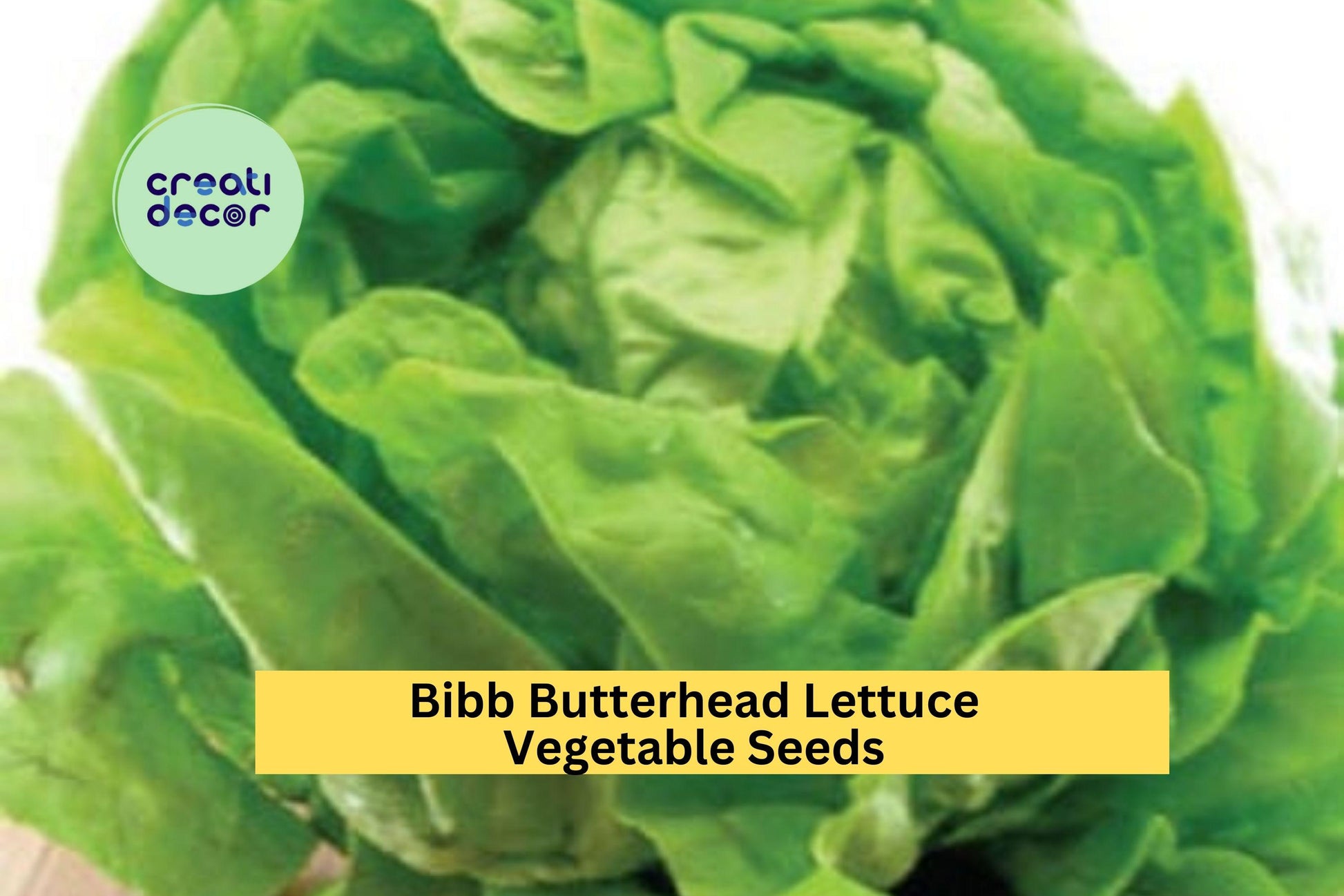 3pcs Bibb Butterhead Lettuce Seeds – Heirloom Lactuca sativa with Soft, Tender, Sweet Leaves for Raised Beds & Containers