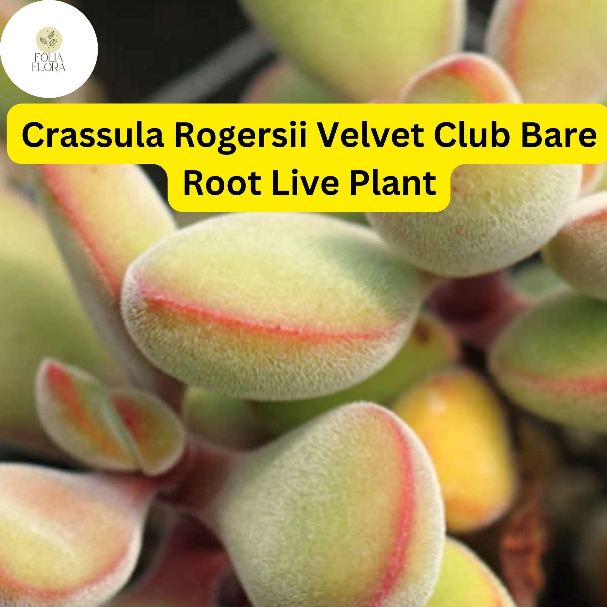 Crassula Rogersii Velvet Club Succulent – Fuzzy, Drought-Tolerant Live Bare Root Plant for Indoor & Outdoor Decor