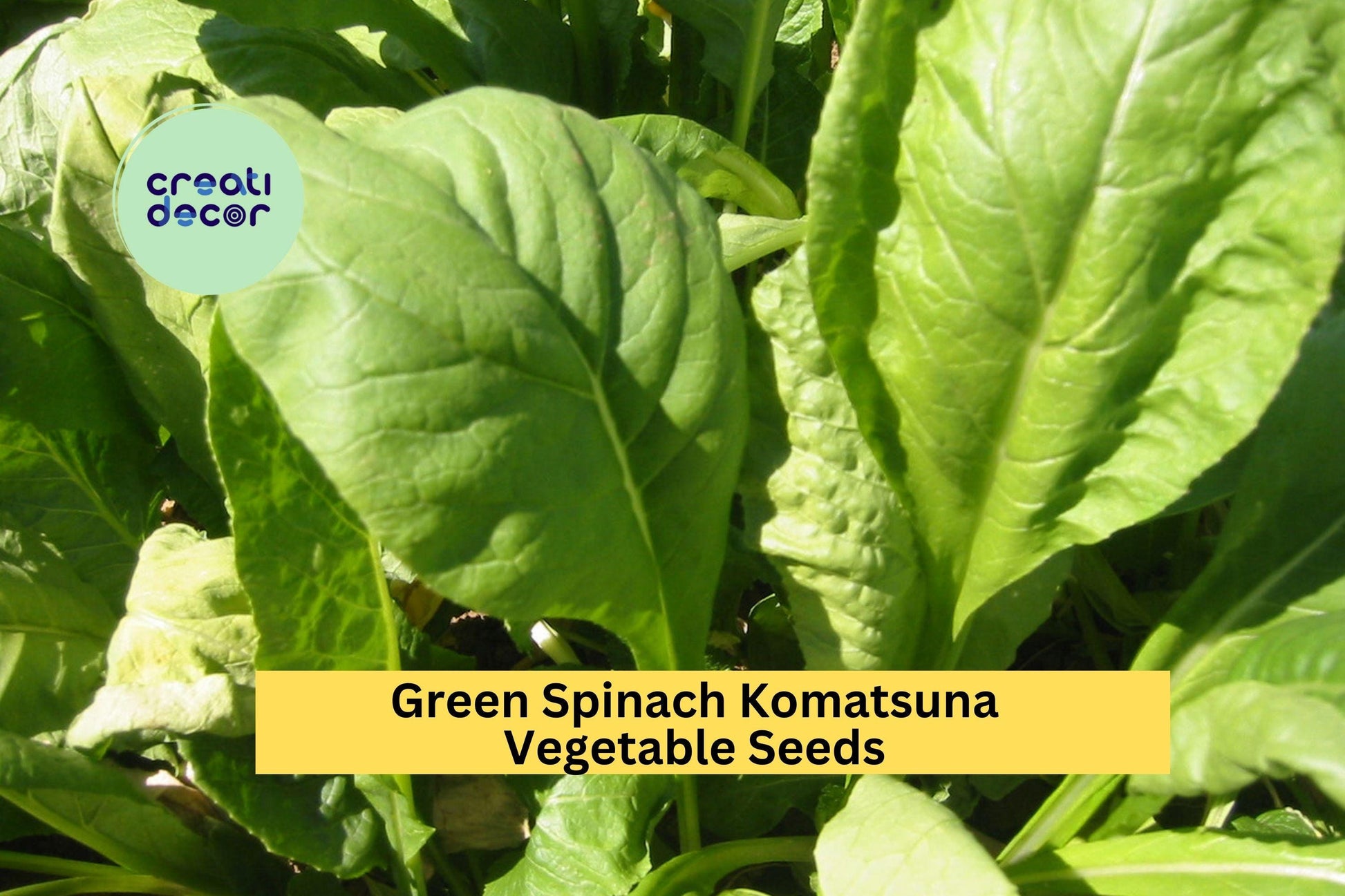 3pcs Mustard Spinach Komatsuna Seeds – Tendergreen Brassica rapa var. perviridis for Containers & Gardens