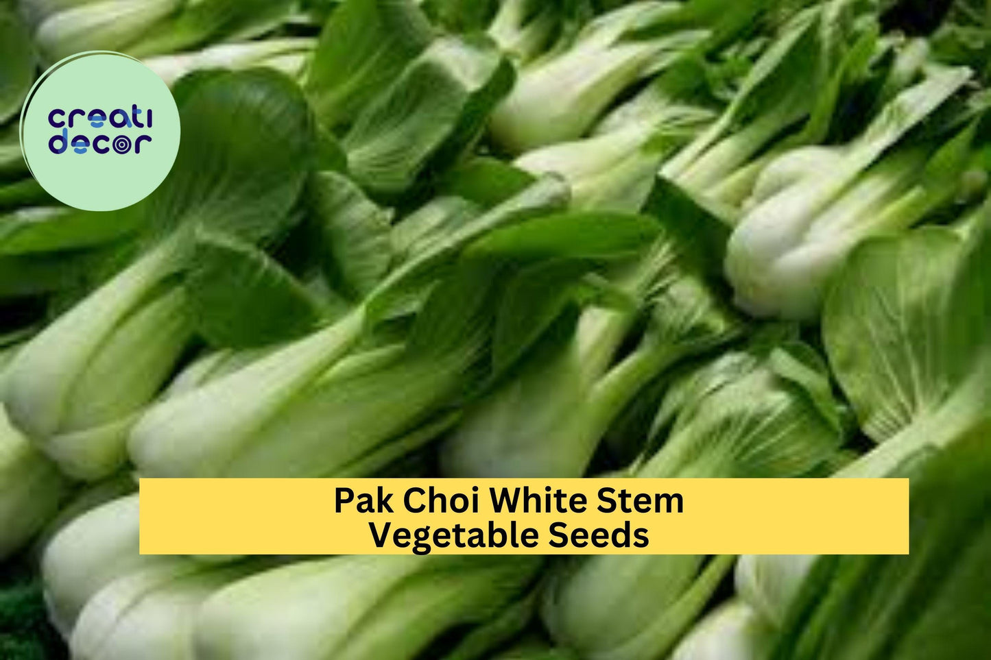 Pak Choi White Stem Seeds, 3 Pack, Brassica rapa subsp. chinensis, Cool-Weather Asian Greens for Stir-Fries & Soups