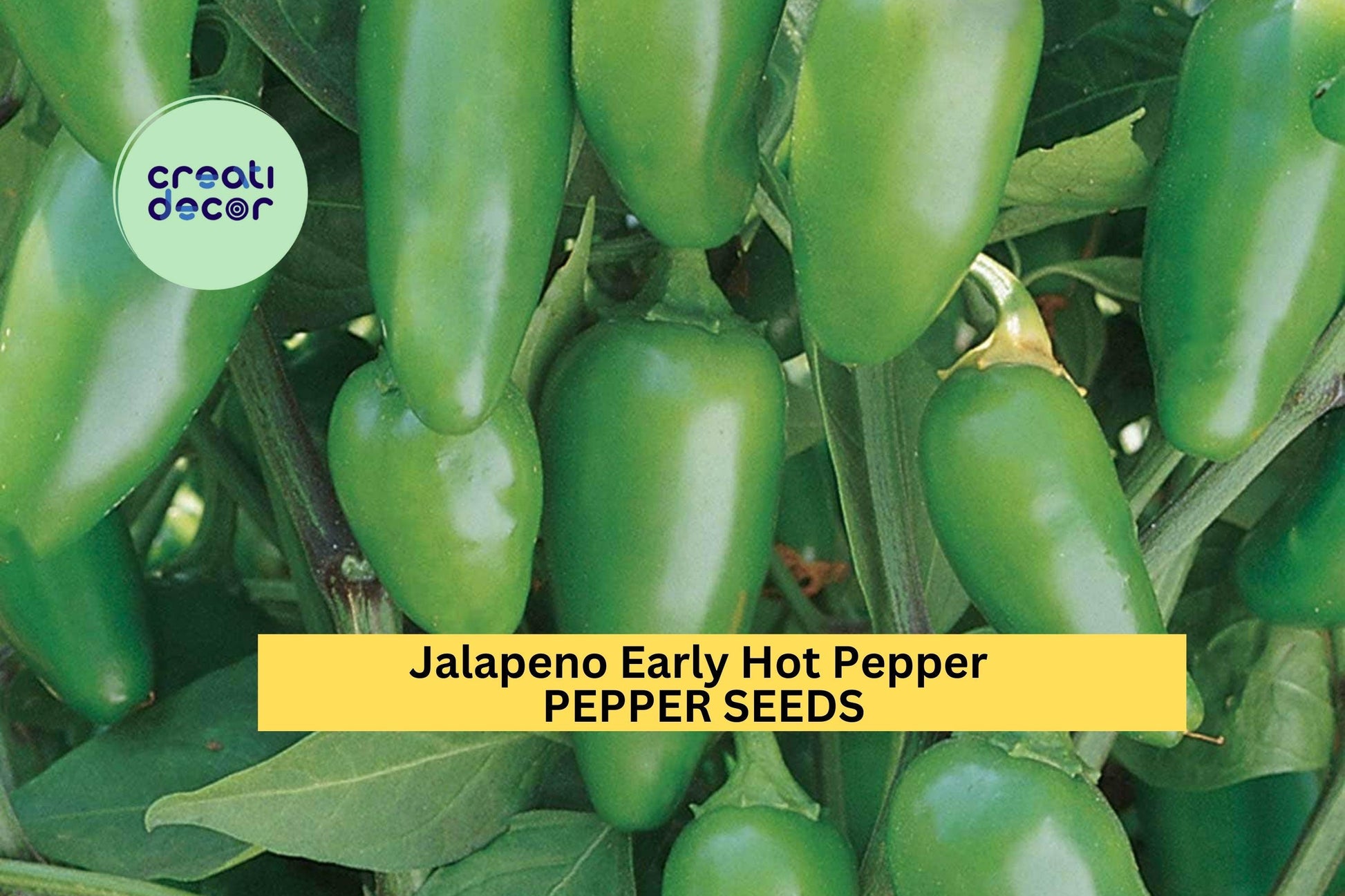 3pcs Jalapeno Early Hot Pepper Seeds – Capsicum annuum Green Chili for Salsa, Pickling, Home Garden, Container Growing