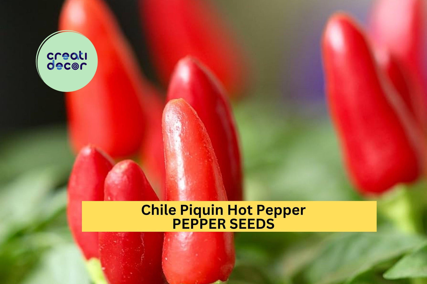 3pcs Chile Piquin Hot Pepper Seeds – Tiny Spicy Capsicum annuum var. glabriusculum for Containers, Salsa, Drying