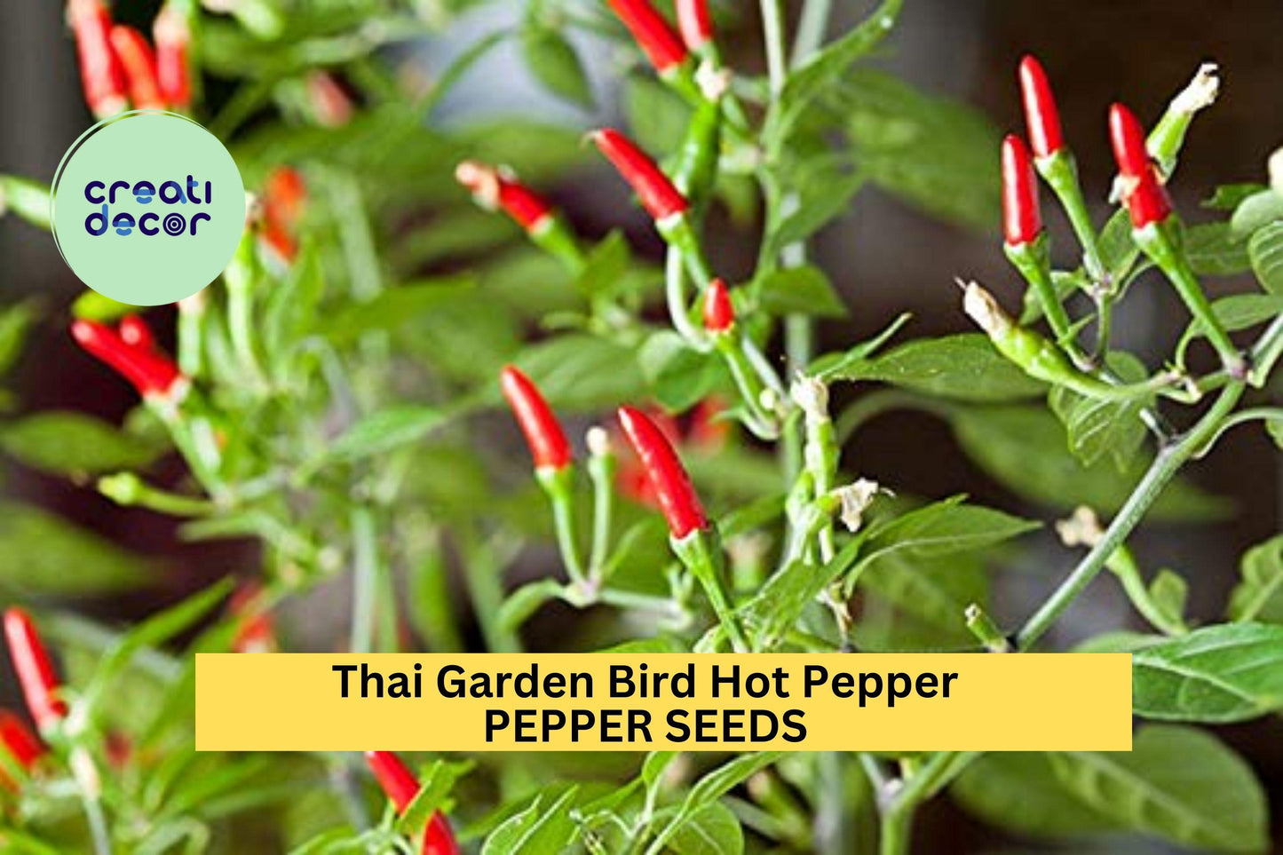 Thai Bird Chili Seeds – 3 Pack, Spicy Red Capsicum annuum for Garden, Container, Hot Sauce, Thai Cooking
