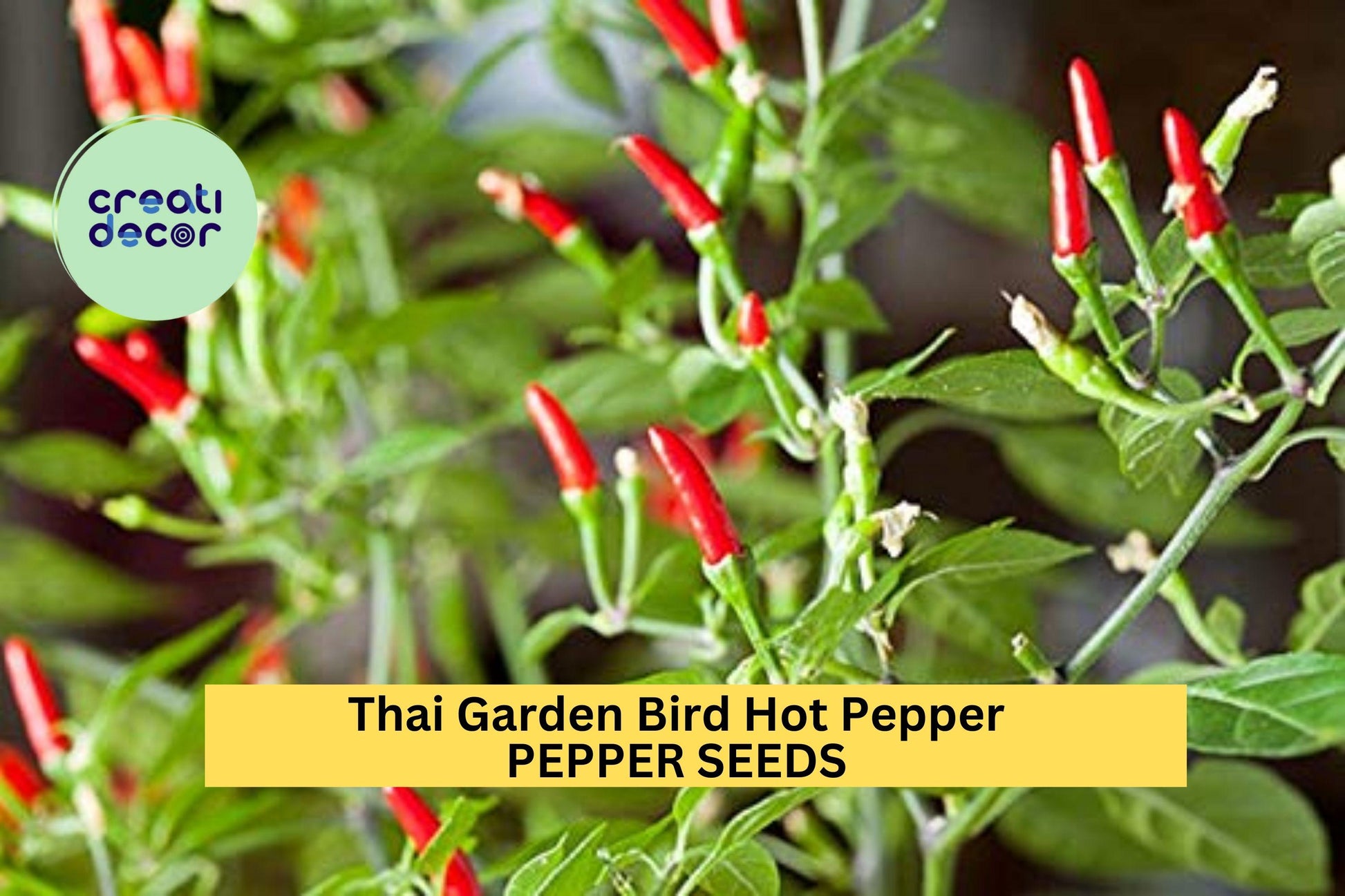 Thai Bird Chili Seeds – 3 Pack, Spicy Red Capsicum annuum for Garden, Container, Hot Sauce, Thai Cooking