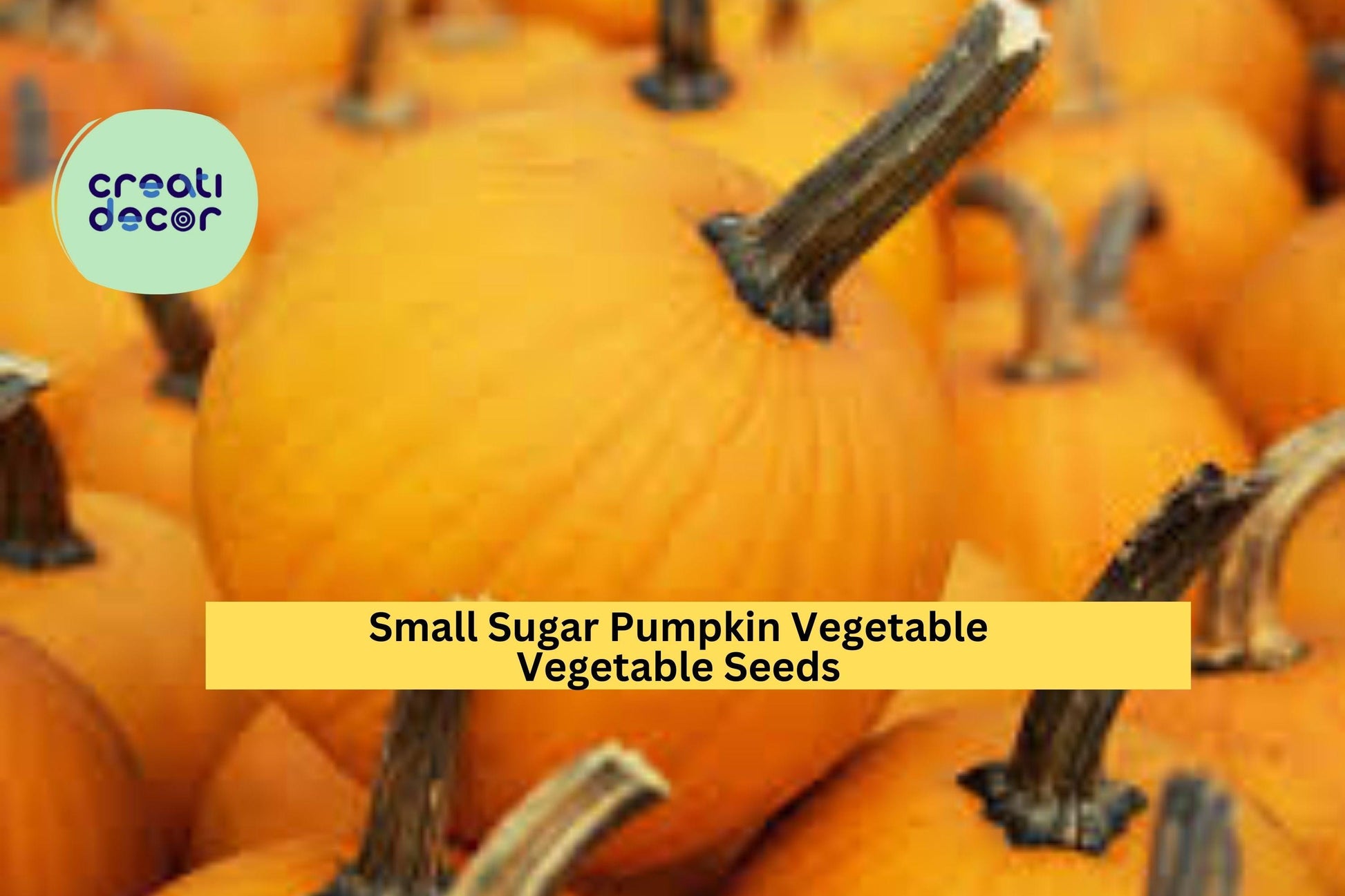 3pcs Small Sugar Pumpkin Seeds – Heirloom Cucurbita pepo for Baking, Cooking, and Home Garden Cultivation