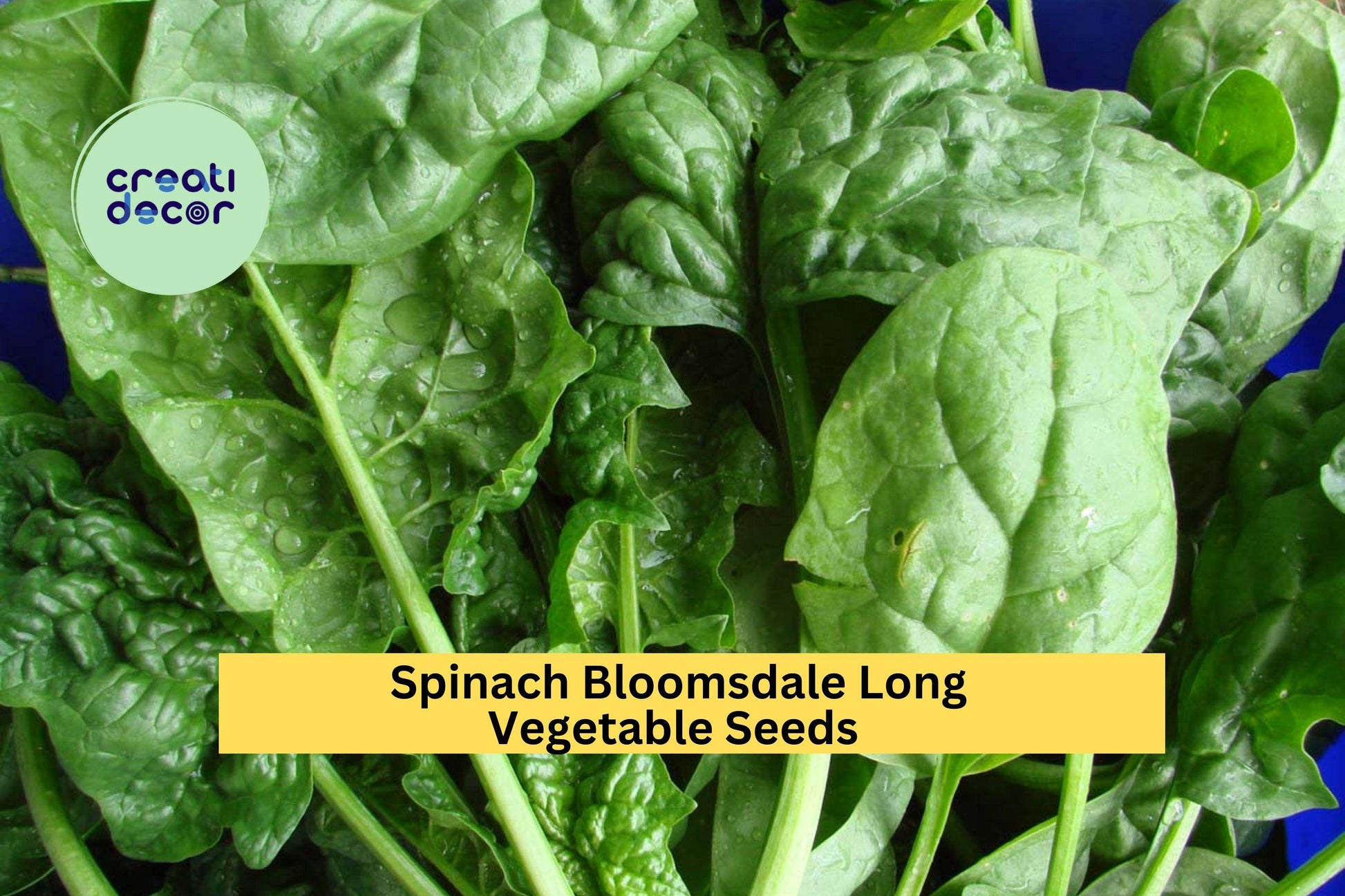 3pcs Spinach Bloomsdale Long Standing Seeds – Heirloom, Slow to Bolt, Tender Leaves, Organic Spinacia oleracea for Garden or Container Planting