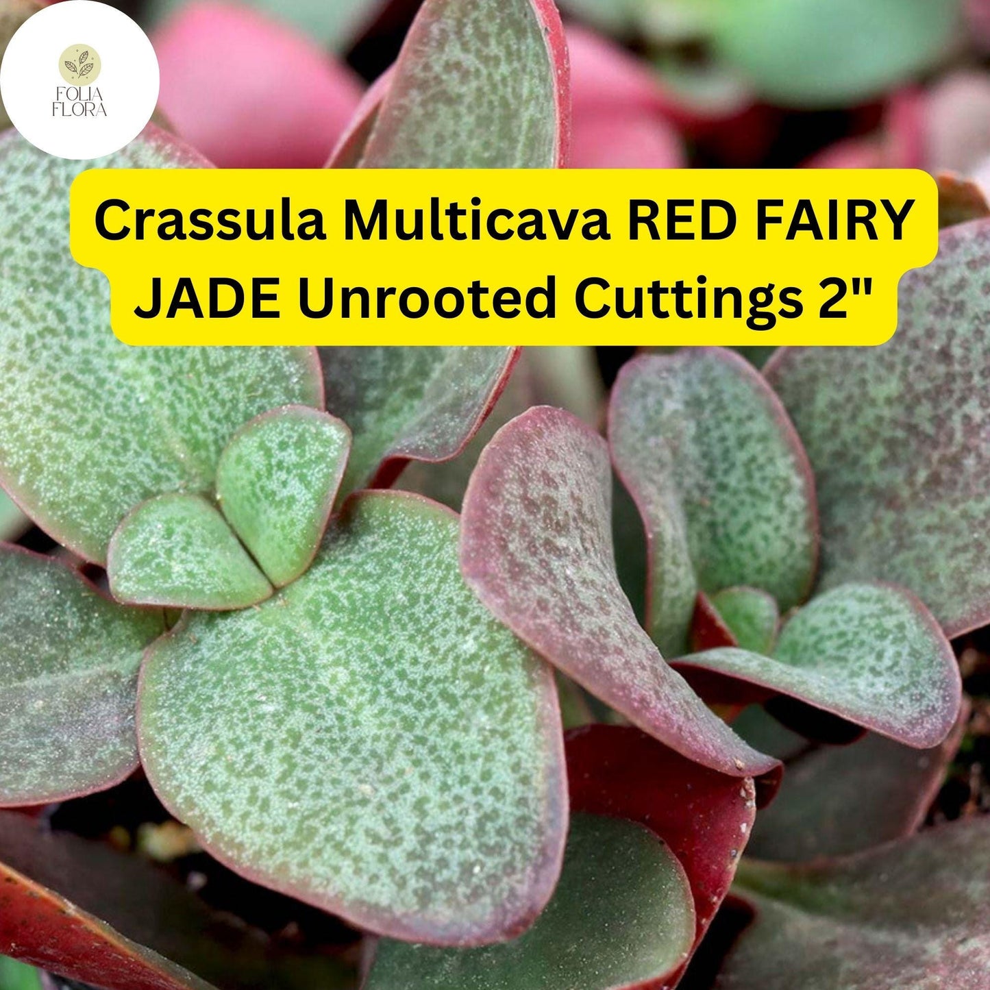 Red Fairy Jade Succulent Cuttings, Trailing Ground Cover, Crassula Multicava, Drought-Tolerant, Easy Propagation