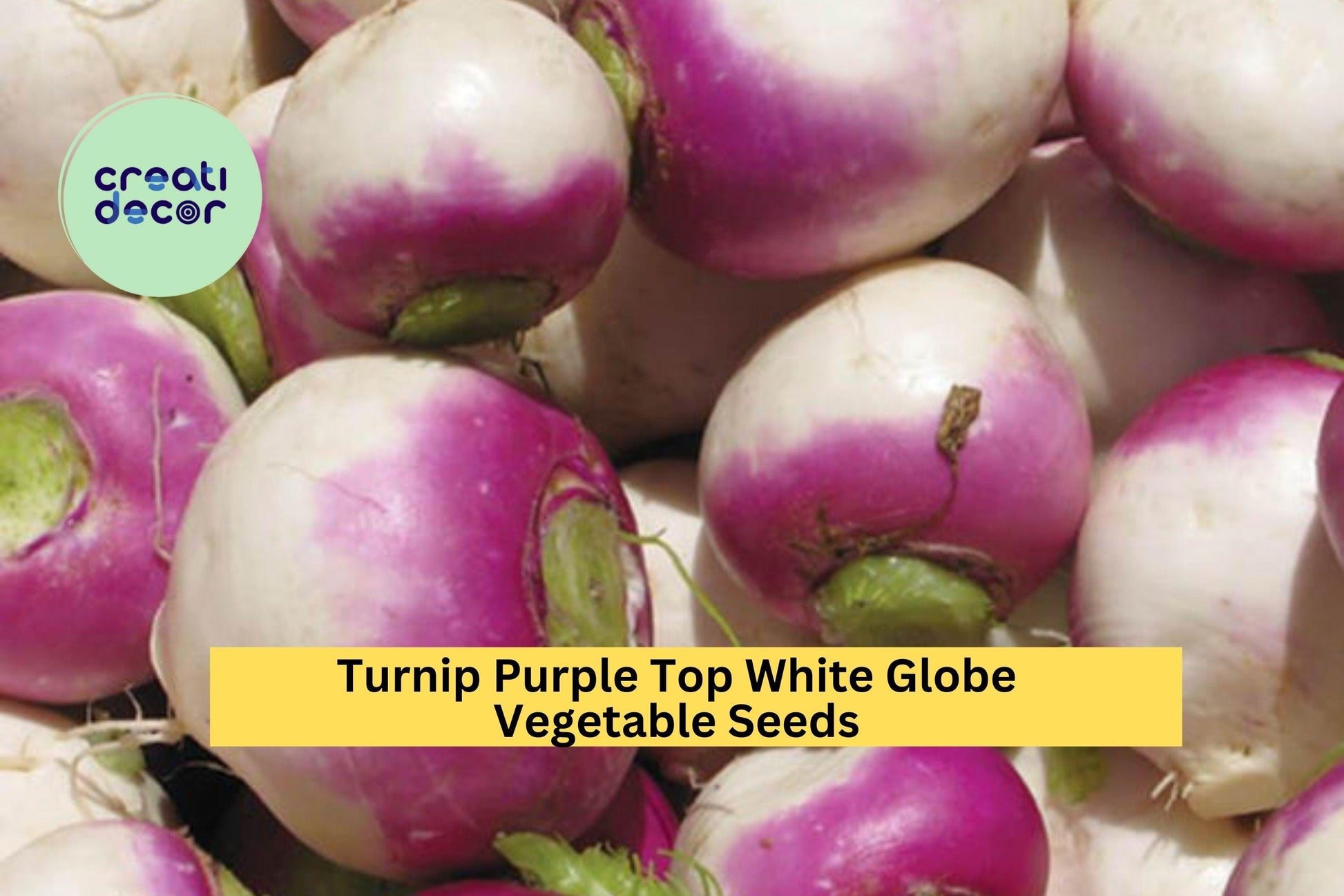 3pcs of 1g Purple Top White Globe Turnip Seeds – Brassica rapa, Root Vegetable for Fall & Spring Gardens