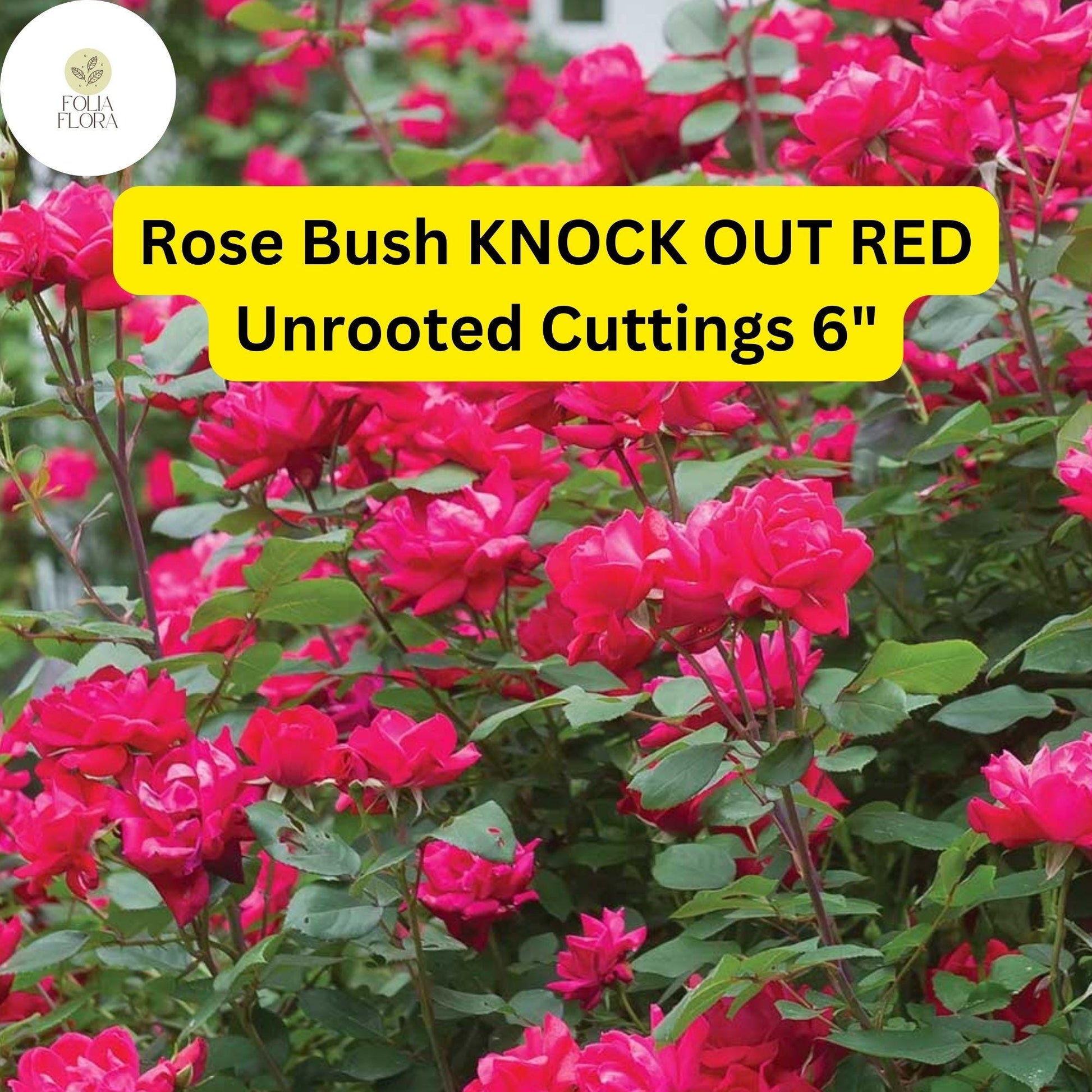 Knock Out Red Rose Cuttings – Disease-Resistant, Continuous Blooms, Drought-Tolerant, Garden Shrub, Rosa ‘Knock Out Red’