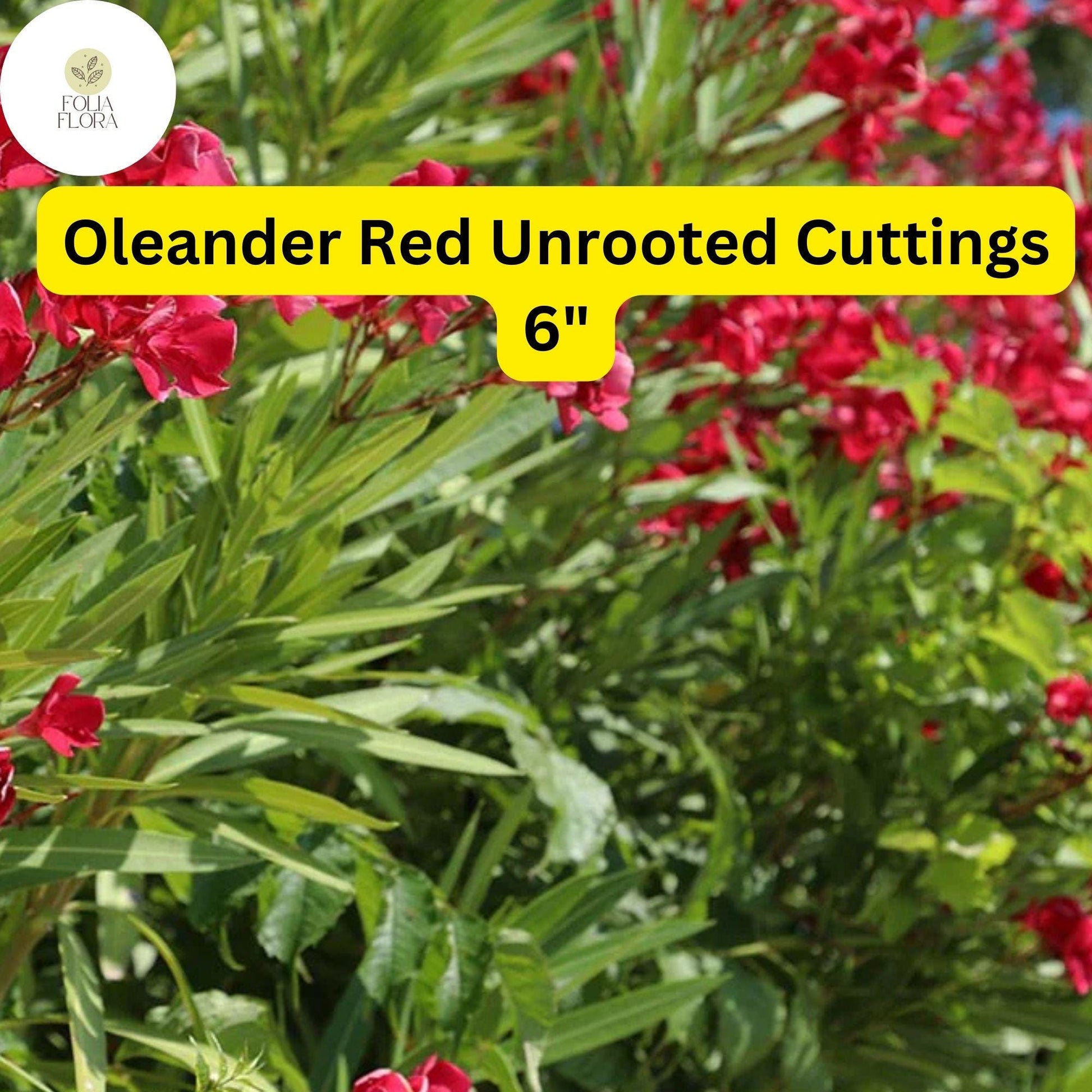Red Oleander Cuttings - 7 Live 6” Unrooted Shrubs, Drought-Tolerant, Fast-Growing, Evergreen Flowering Hedge Plant (Nerium Oleander)