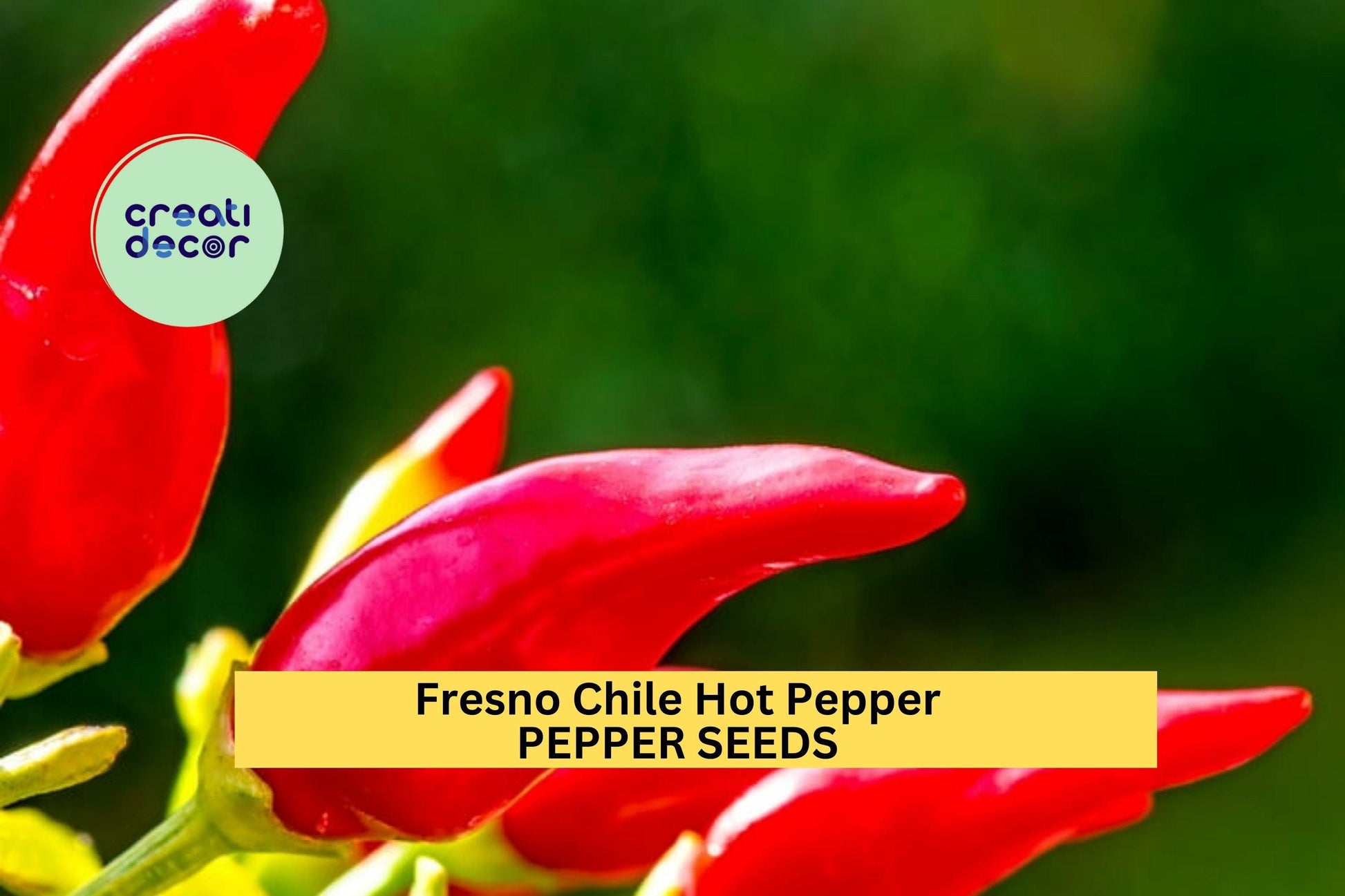 3pcs Fresno Chile Hot Pepper Seeds – Medium-Heat Capsicum annuum for Salsa, Pickling, Roasting, and Home Garden Planting