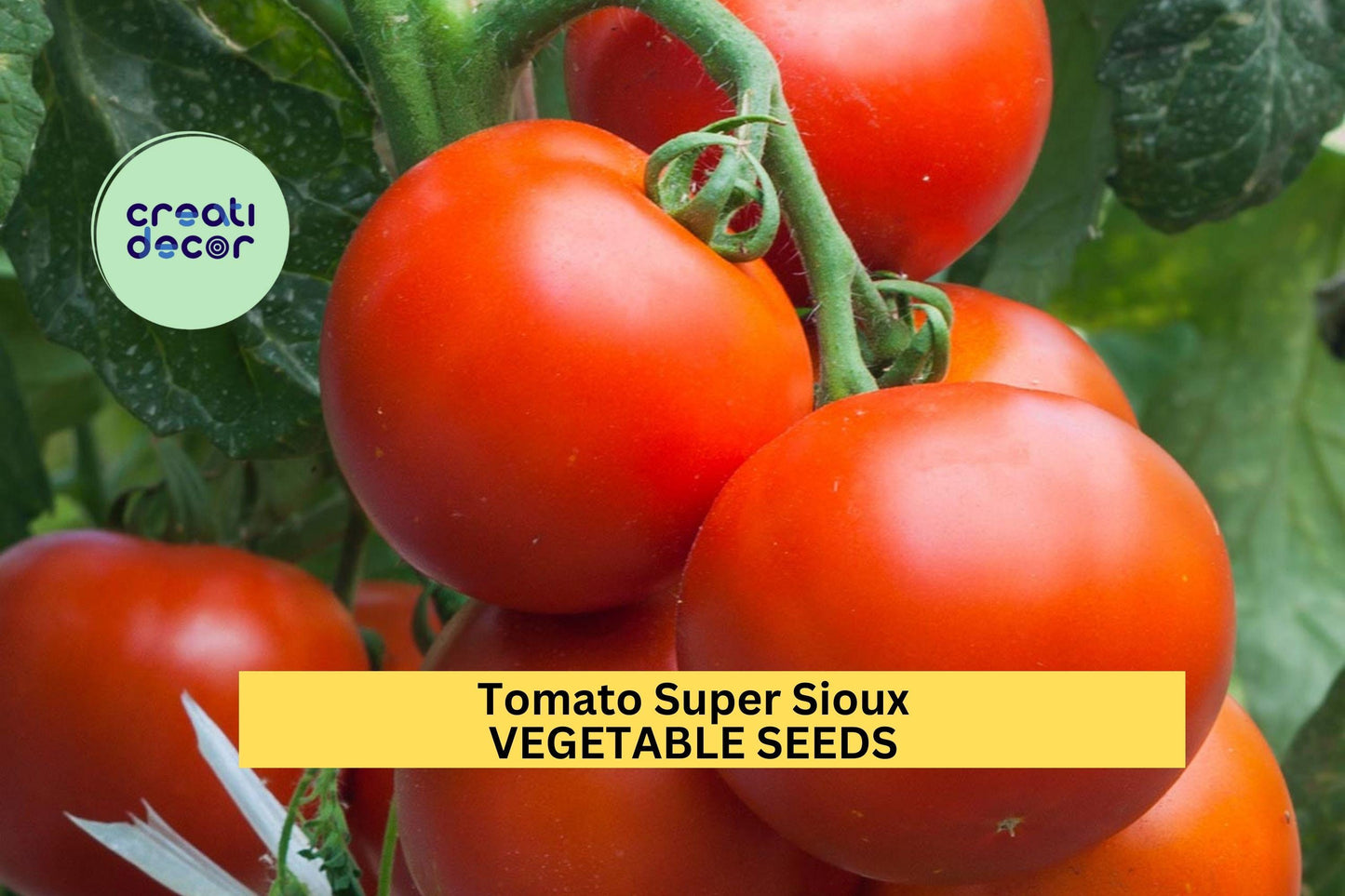 3pcs 100mg Super Sioux Tomato Seeds – Heat-Tolerant Heirloom Solanum lycopersicum for Slicing & Container Gardens