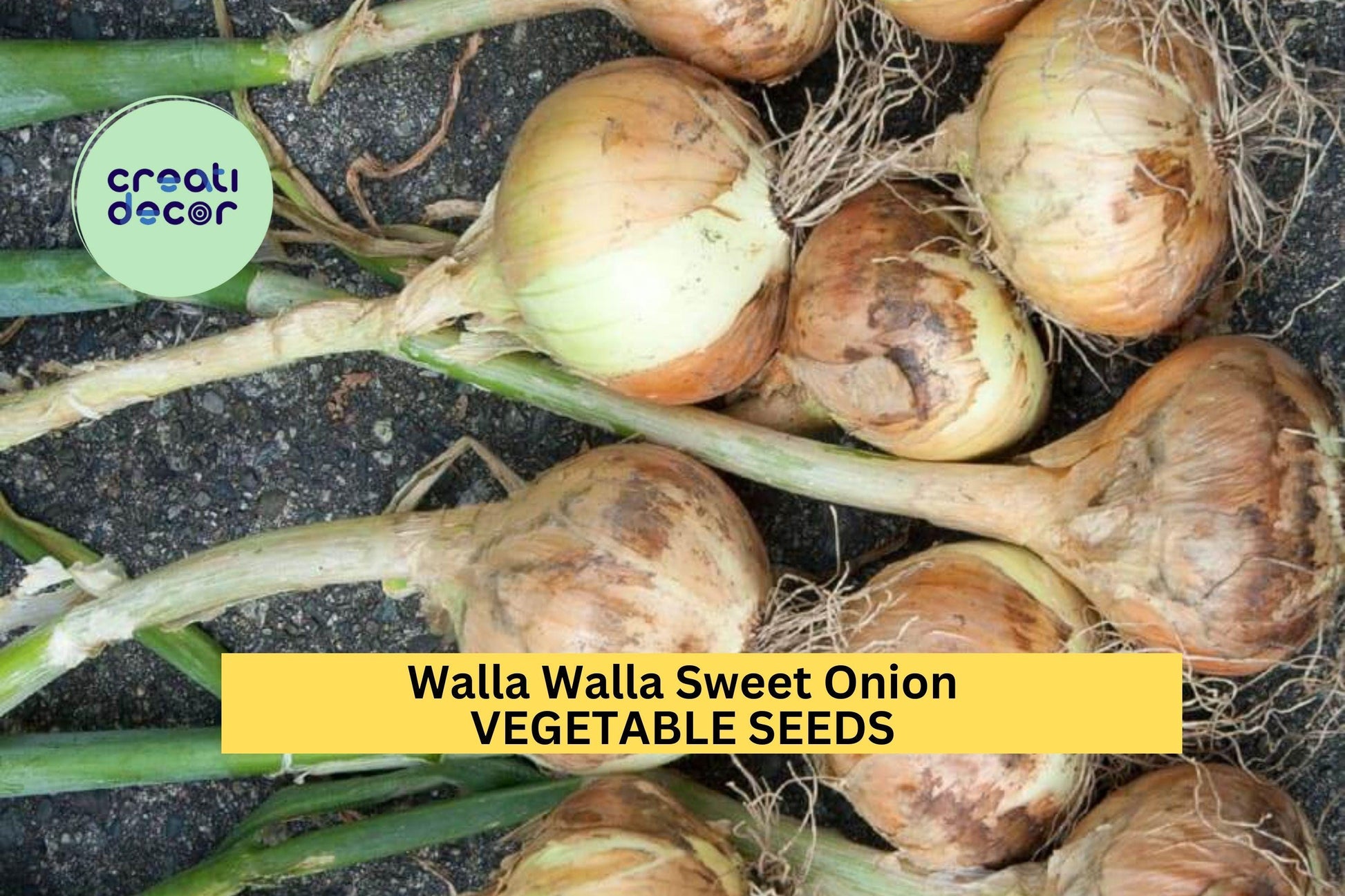Walla Walla Sweet Onion Seeds 3-Pack – Heirloom Allium cepa for Salads, Grilling & Cooking