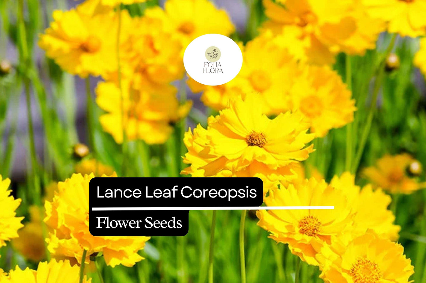 Lance Leaf Coreopsis Seeds - Bright Yellow Wildflower, Pollinator-Friendly, Perennial, 25 Seeds