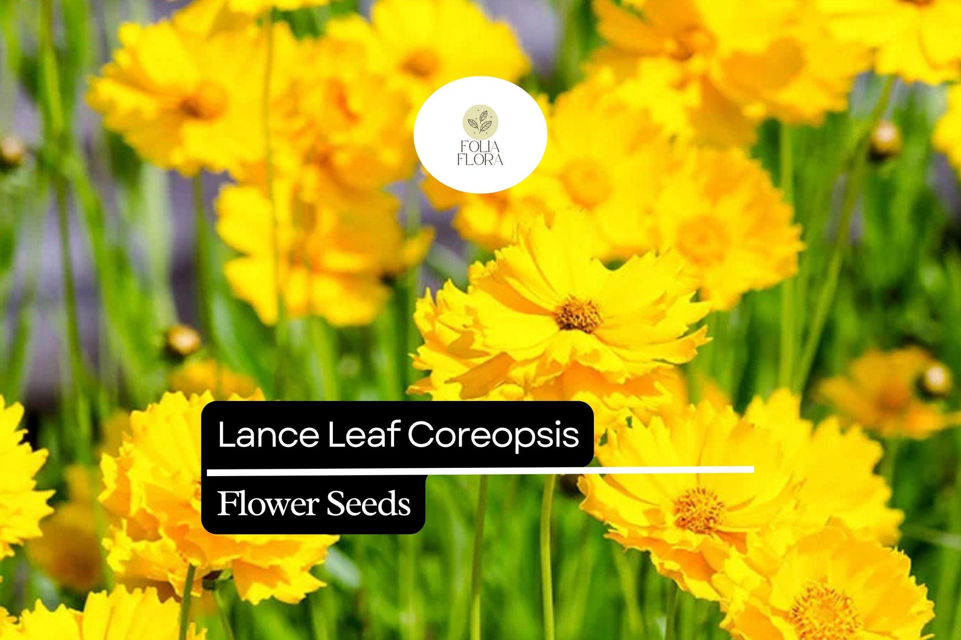 Lance Leaf Coreopsis Seeds - Bright Yellow Wildflower, Pollinator-Friendly, Perennial, 25 Seeds