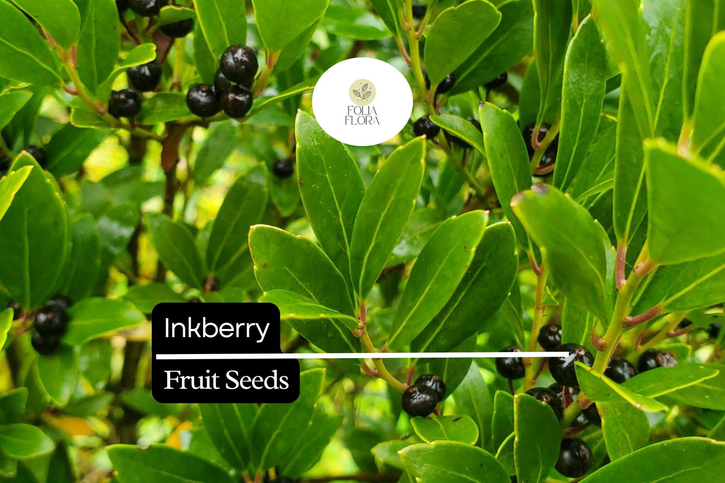 Inkberry Seeds Ilex glabra – 25 Evergreen Shrub for Wildlife, Hedges & Rain Gardens