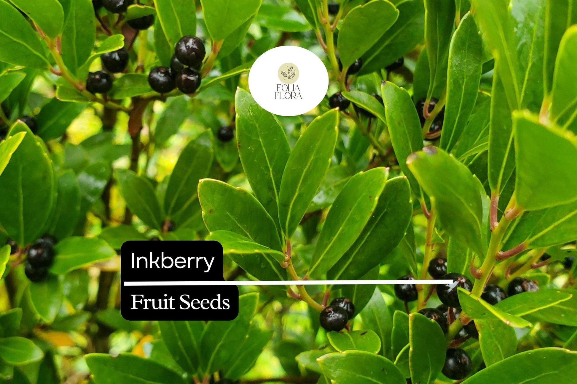 Inkberry Seeds Ilex glabra – 25 Evergreen Shrub for Wildlife, Hedges & Rain Gardens