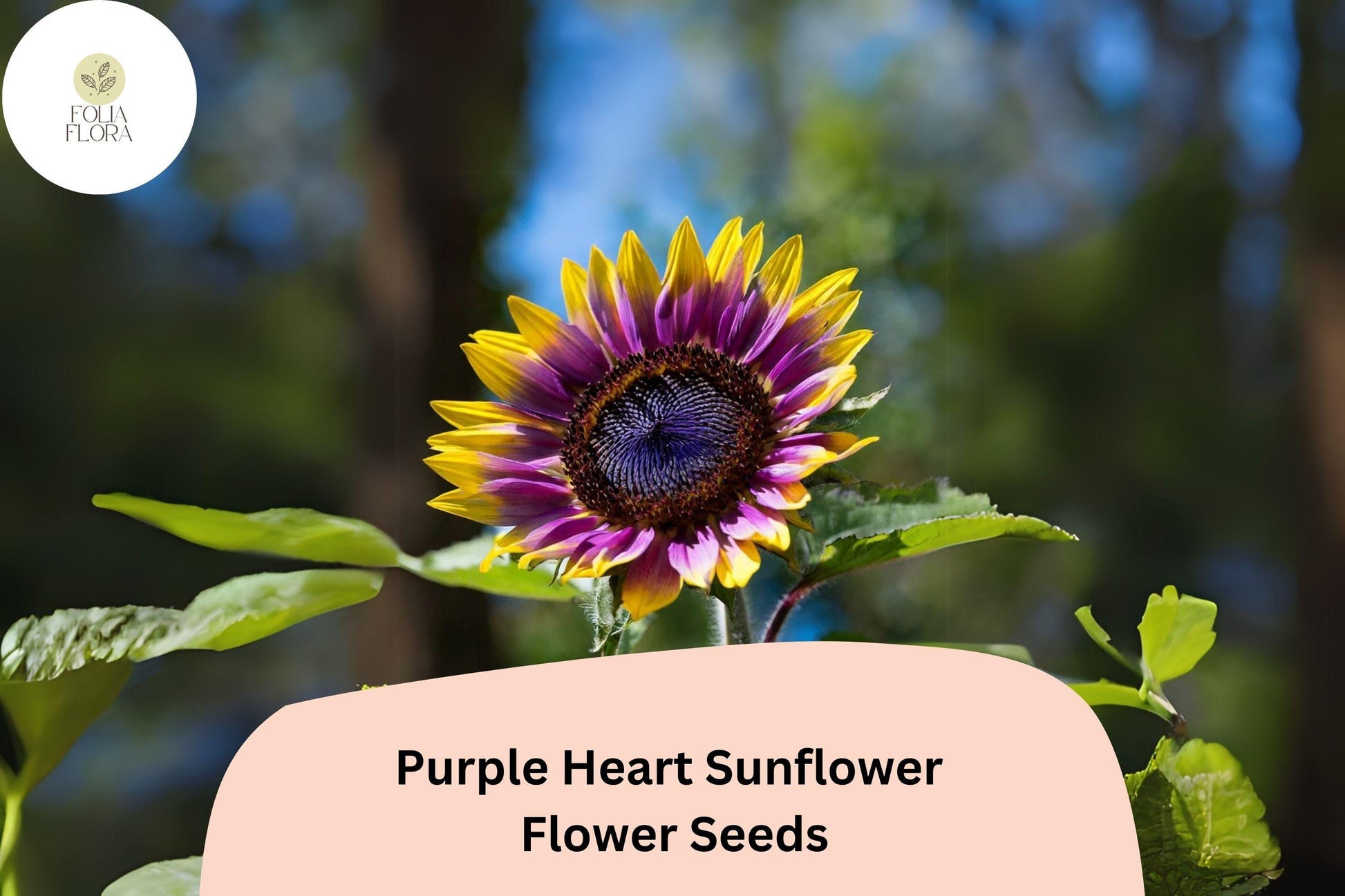 50pcs Purple Heart Sunflower Seeds | Helianthus annuus | Unique Yellow & Deep Purple Center | Easy to Grow Annual Flower