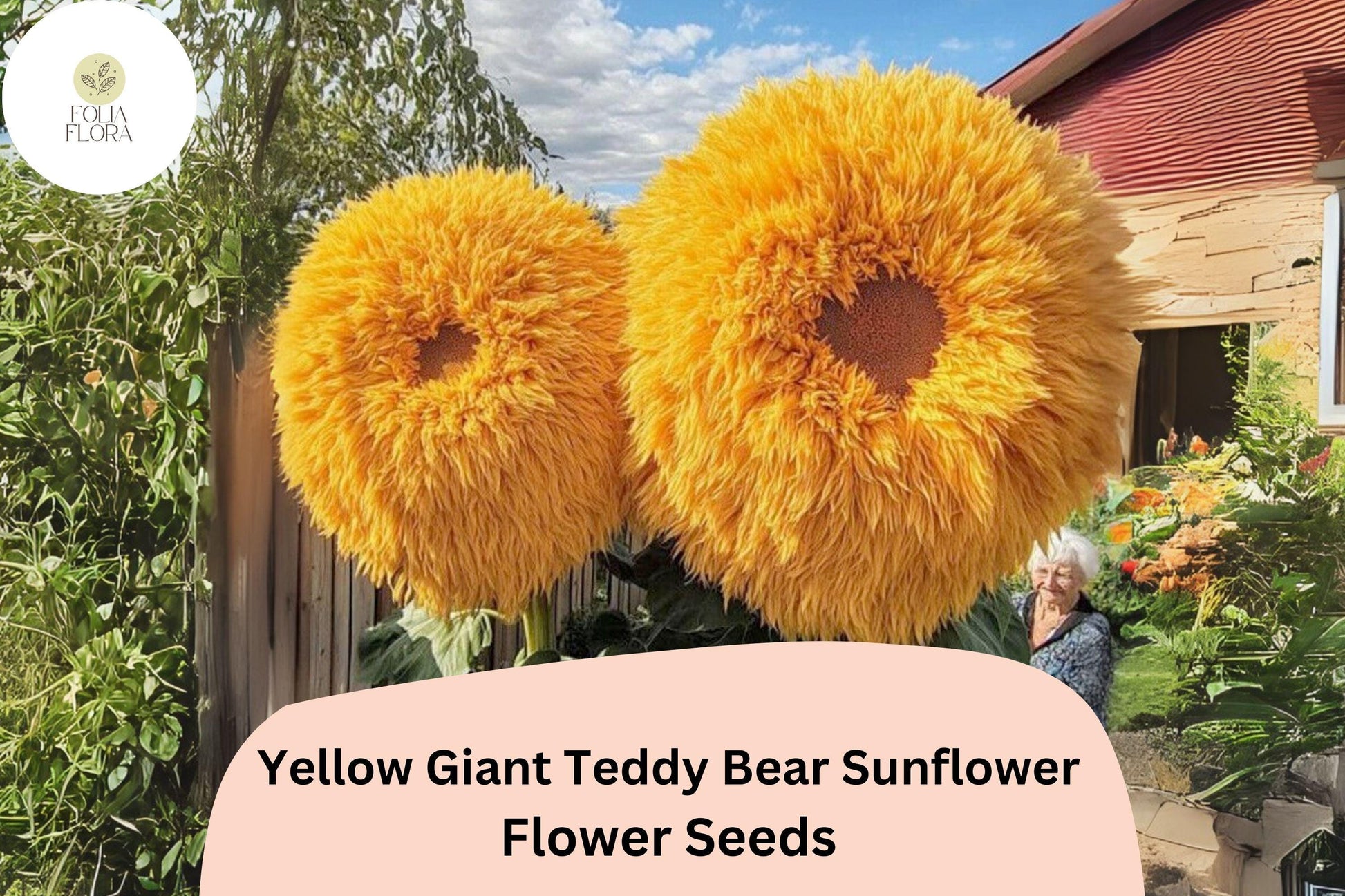 Giant Teddy Bear Sunflower Seeds – Rare Yellow Double Blooms, Easy Grow, Helianthus annuus ‘Teddy Bear’ (50pcs)