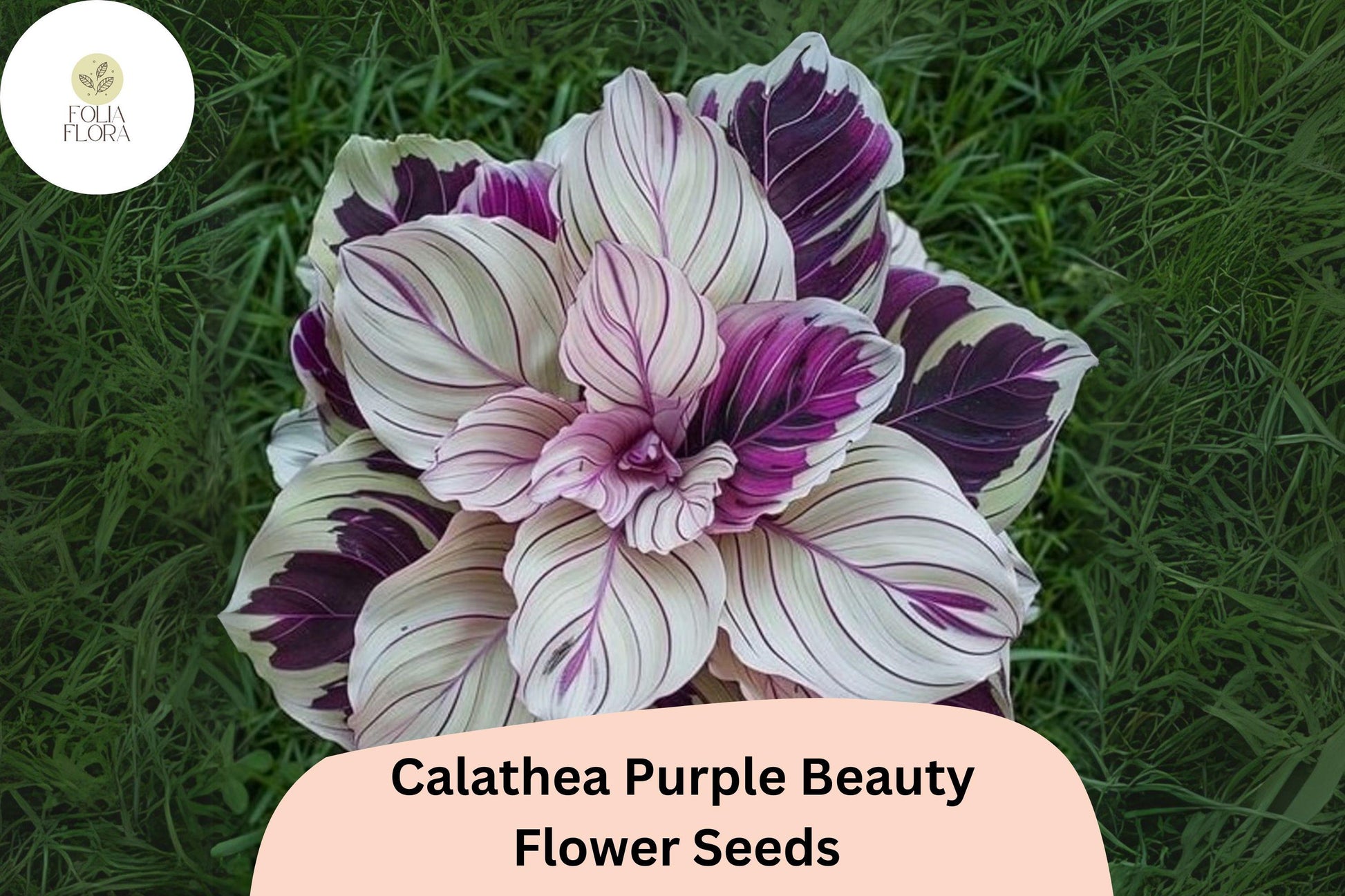 Purple Beauty Calathea Seeds | Exotic Tropical Foliage Plant | Green & Deep Purple Undersides | Calathea sp.