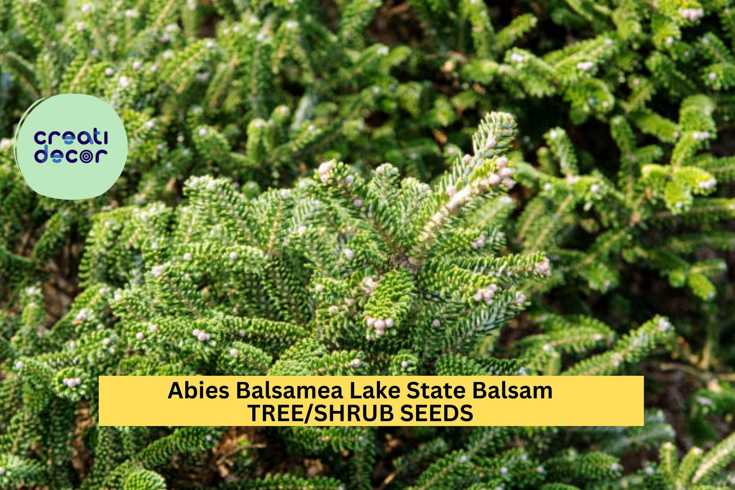 3pcs Balsam Fir Seeds Abies balsamea Cold-Hardy Evergreen for Landscaping and Christmas Trees