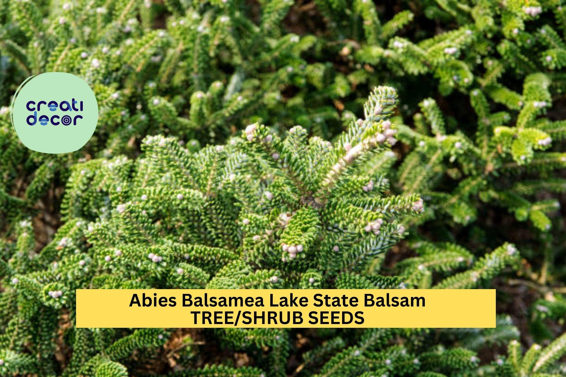 3pcs Balsam Fir Seeds Abies balsamea Cold-Hardy Evergreen for Landscaping and Christmas Trees