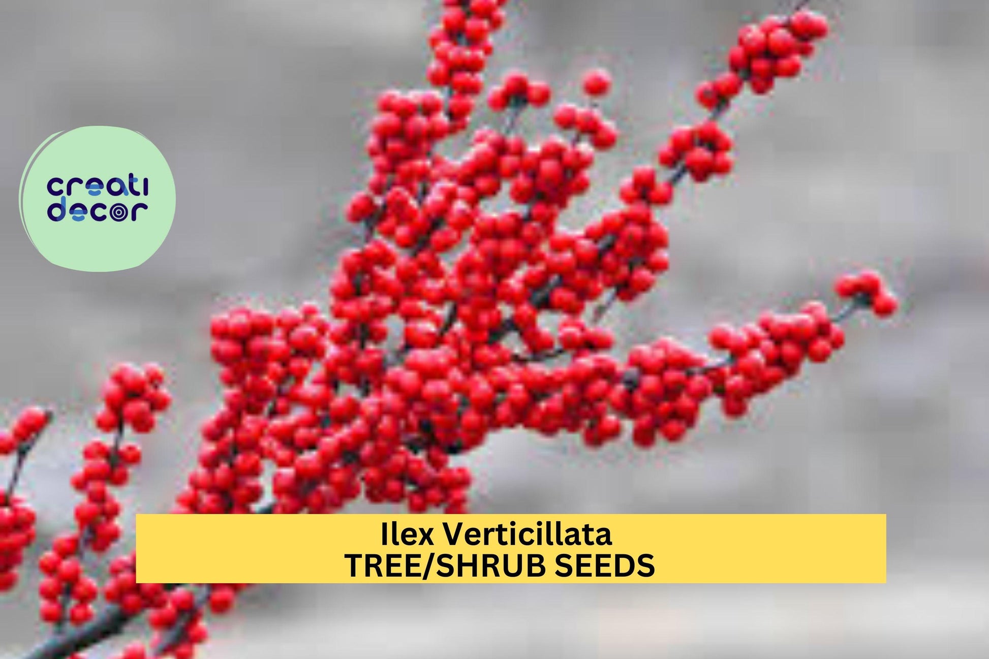 3pcs Ilex verticillata Winterberry Holly Seeds for Landscaping, Wildlife Gardens & Decorative Hedges