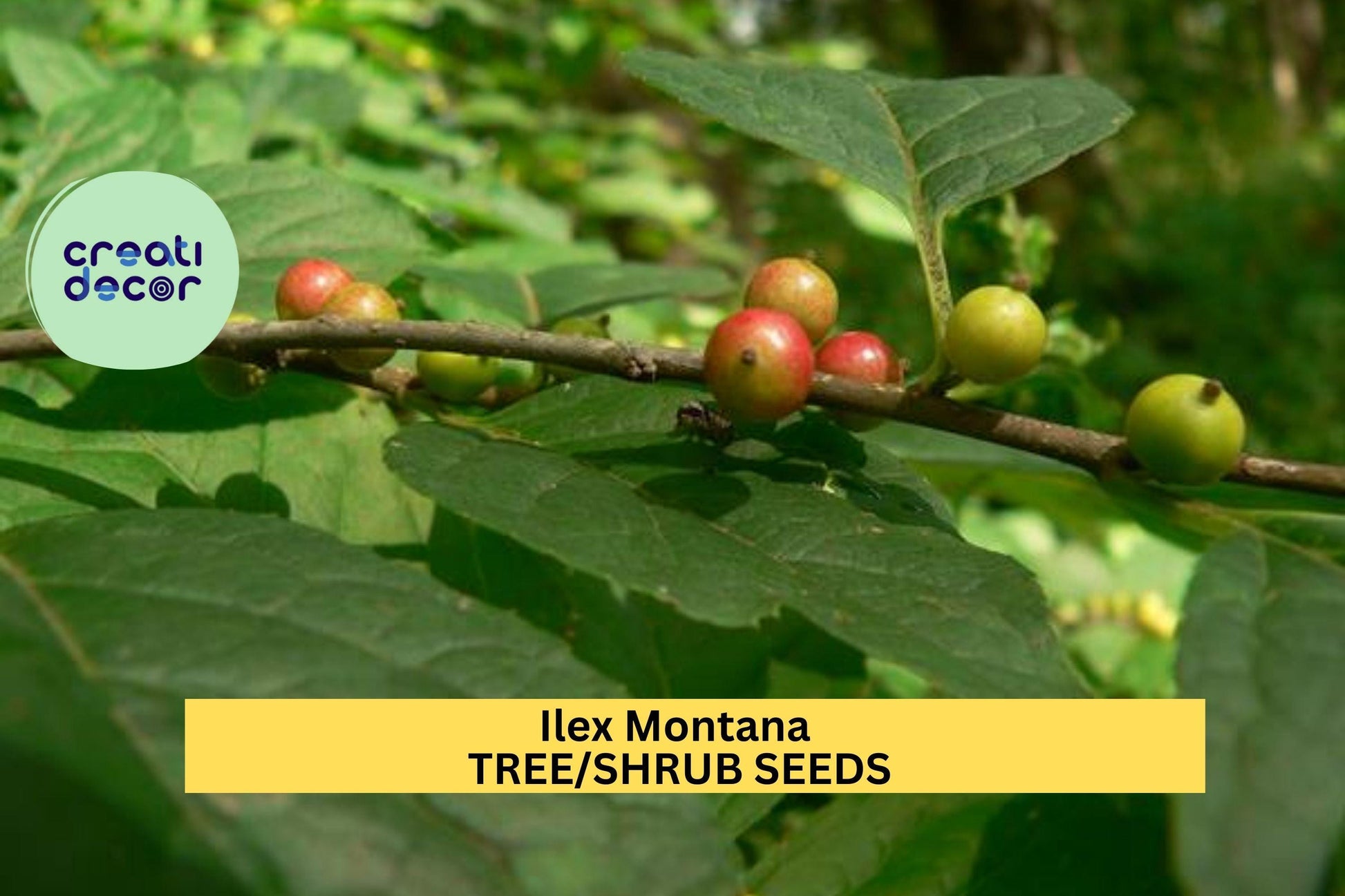25 Seeds Ilex montana Mountain Holly Shrub for Native Gardens, Woodland Landscaping, Wildlife Gardens
