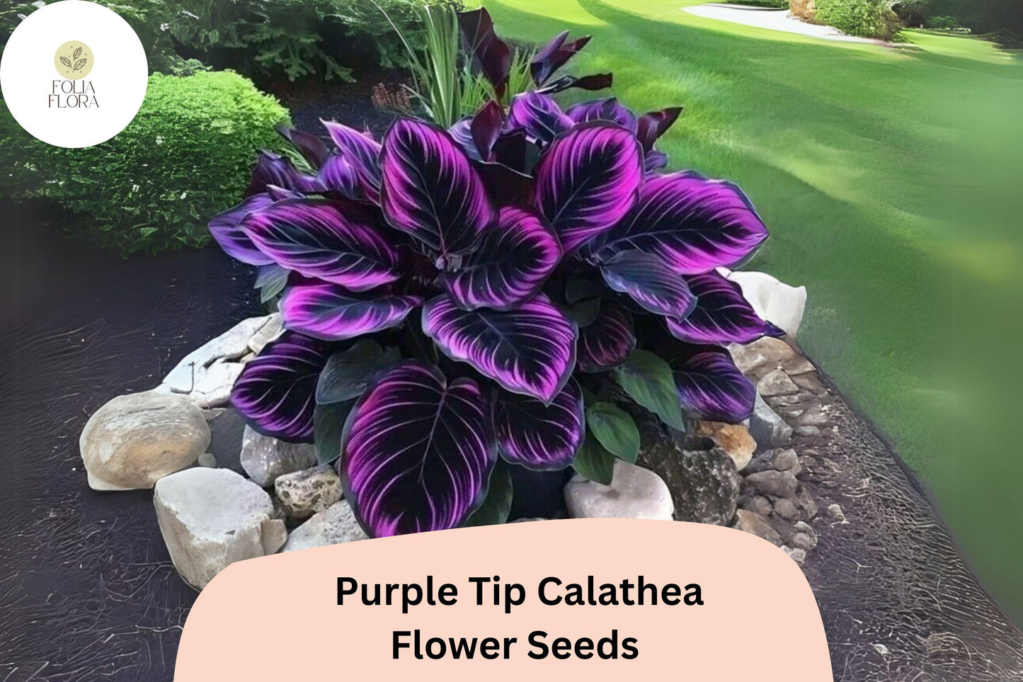 Purple Tip Calathea Seeds | Exotic Tropical Foliage Plant | Green & Purple Undersides | Calathea sp.