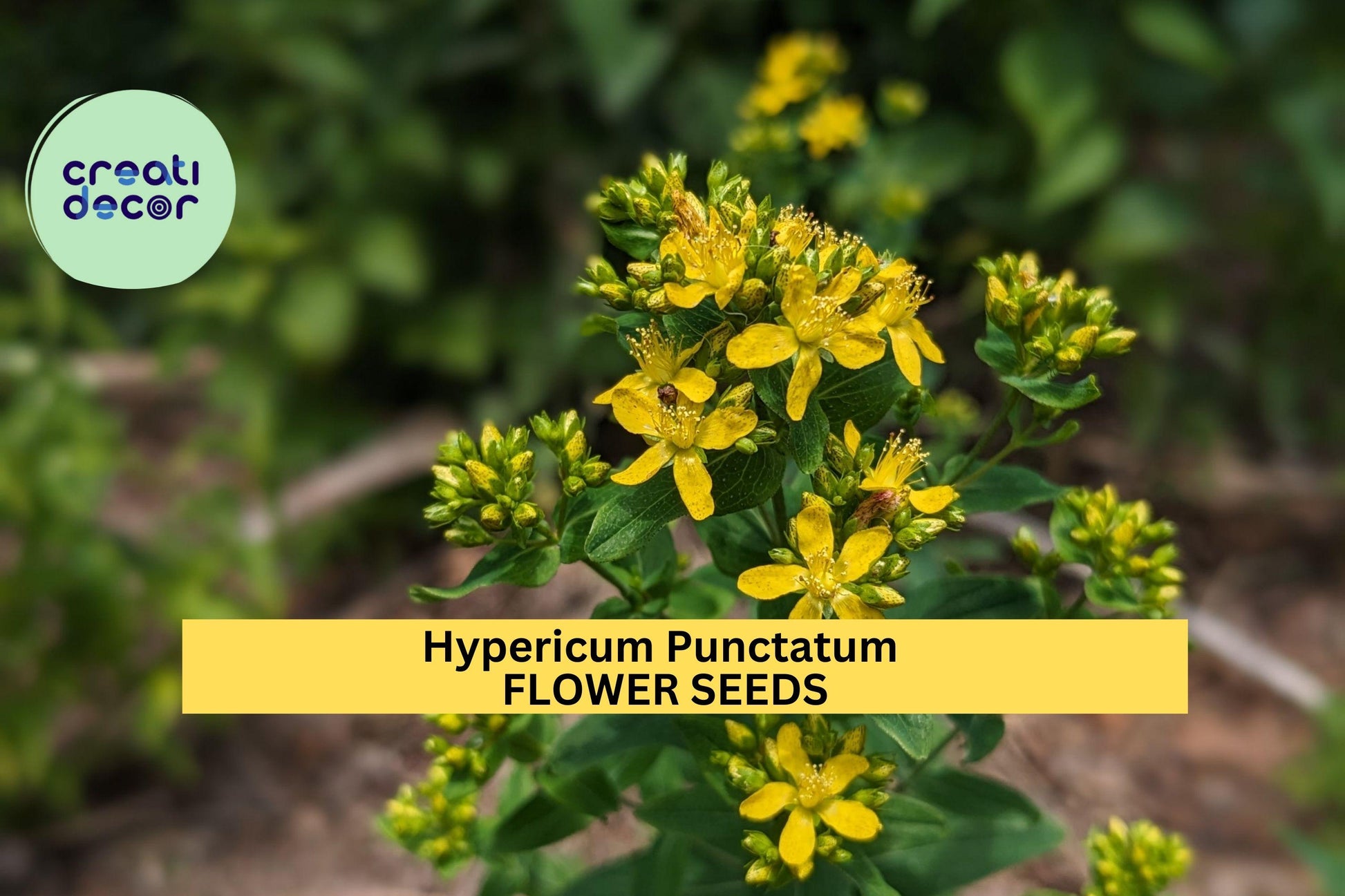 3 Pack Hypericum punctatum Seeds – Dotted St. John’s Wort Native Perennial for Pollinator Gardens & Meadows