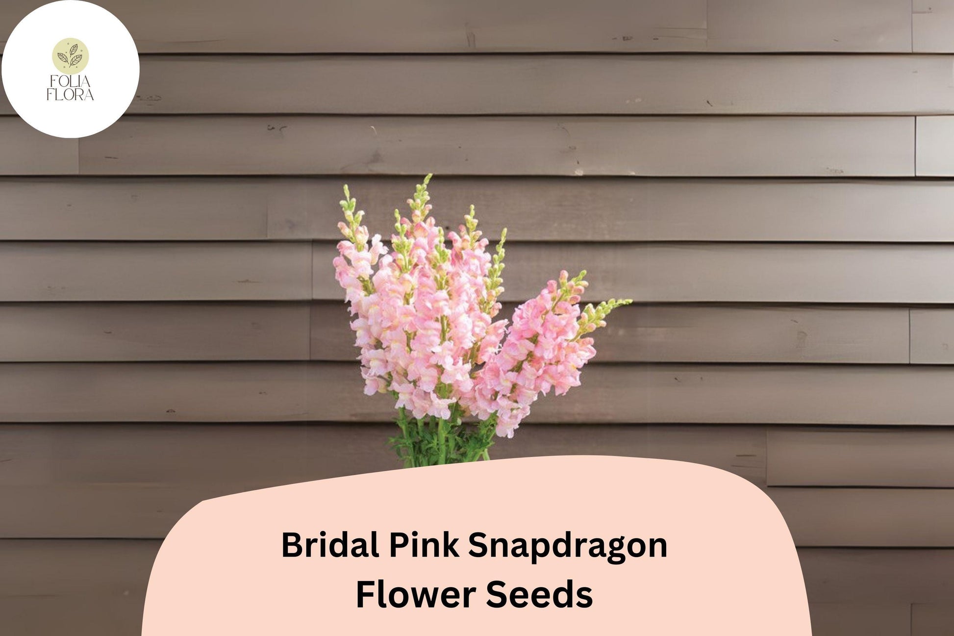 Bridal Pink Snapdragon Seeds | Pastel Pink Blooms | Pollinator-Friendly Annual | Antirrhinum majus | 1000+ Seeds