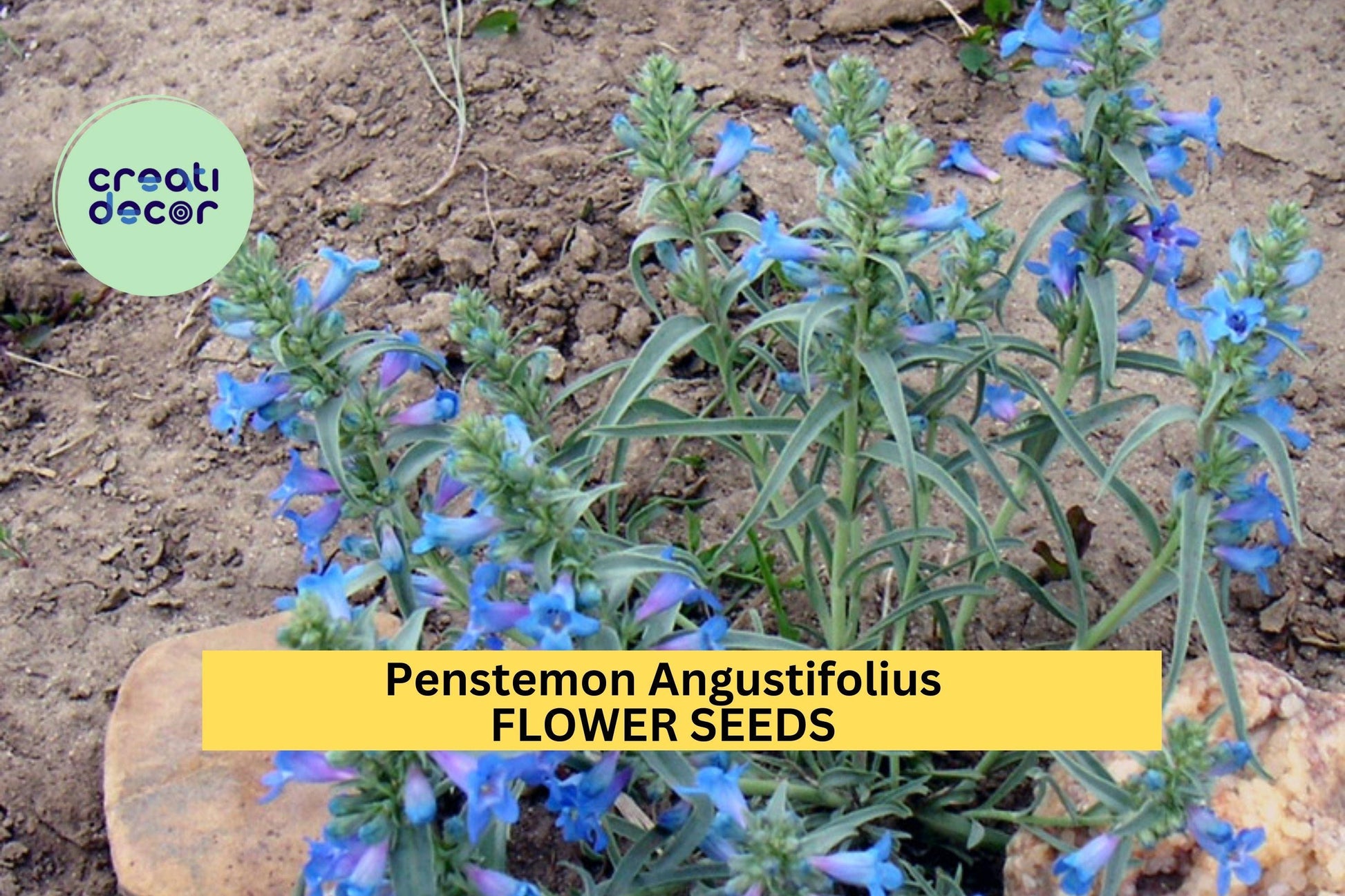 3 Pack Penstemon angustifolius Seeds – Drought-Tolerant Native Perennial with Blue to Violet Flowers for Xeriscaping & Pollinator Gardens