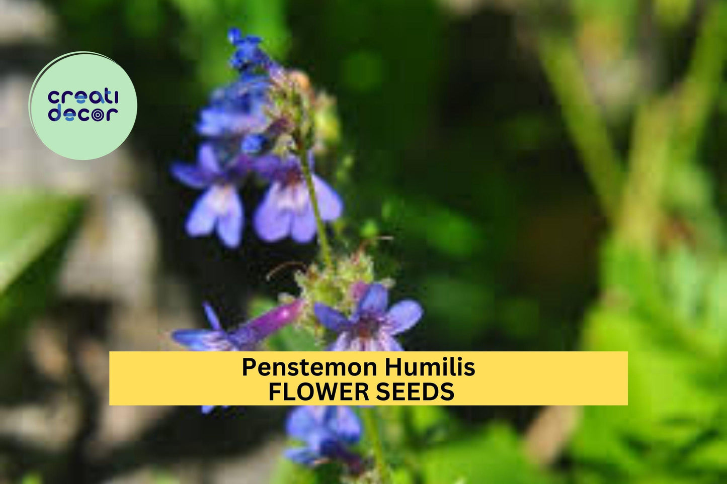 3pcs Penstemon humilis Seeds – Low Beardtongue Wildflower for Dry Soil, Rock Gardens & Pollinator Gardens