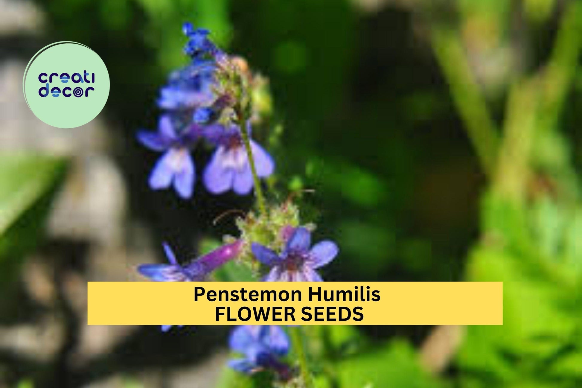 3pcs Penstemon humilis Seeds – Low Beardtongue Wildflower for Dry Soil, Rock Gardens & Pollinator Gardens