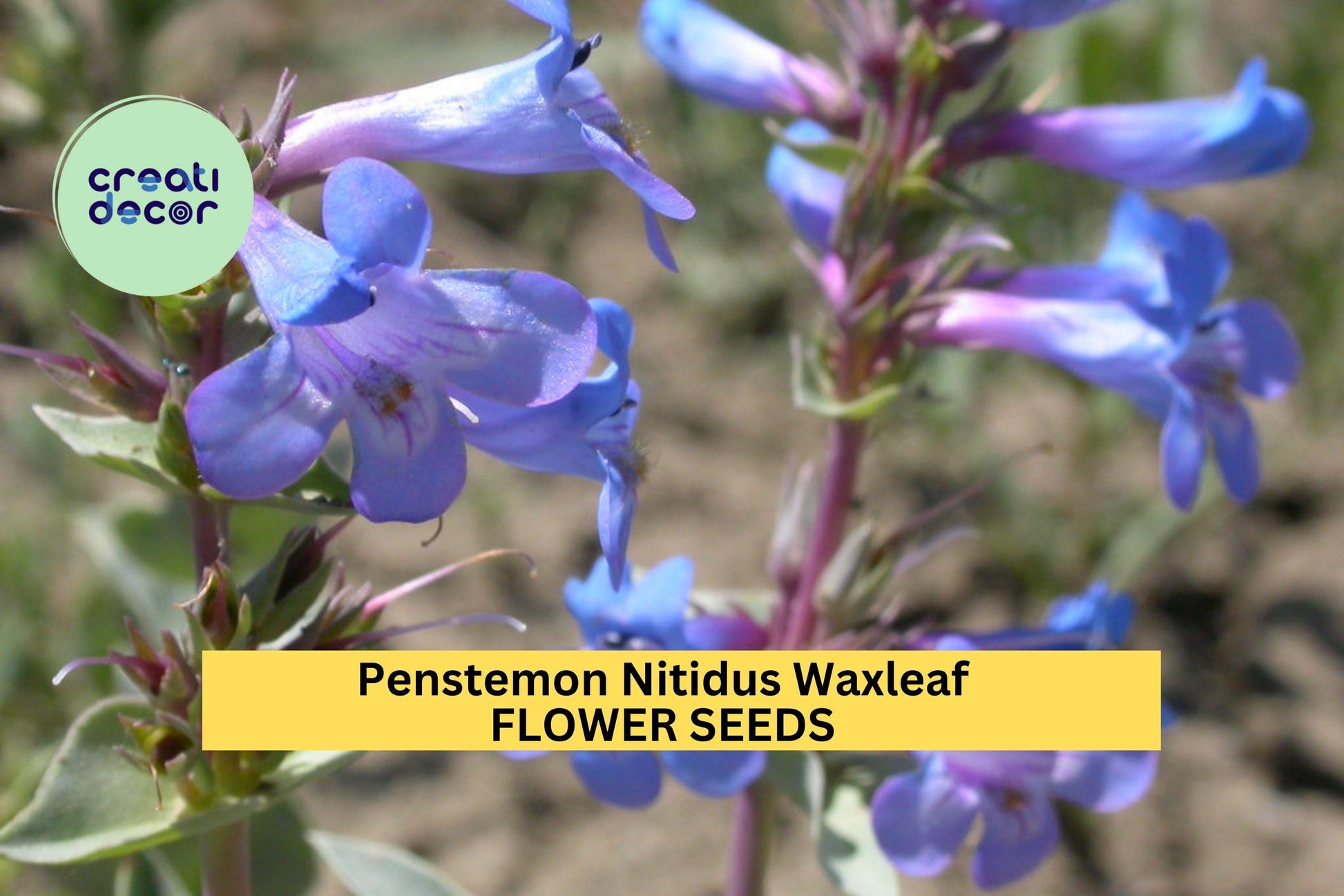 3pcs Penstemon nitidus Seeds – Waxleaf Beardtongue Drought-Tolerant Perennial for Native Gardens & Pollinator Habitats
