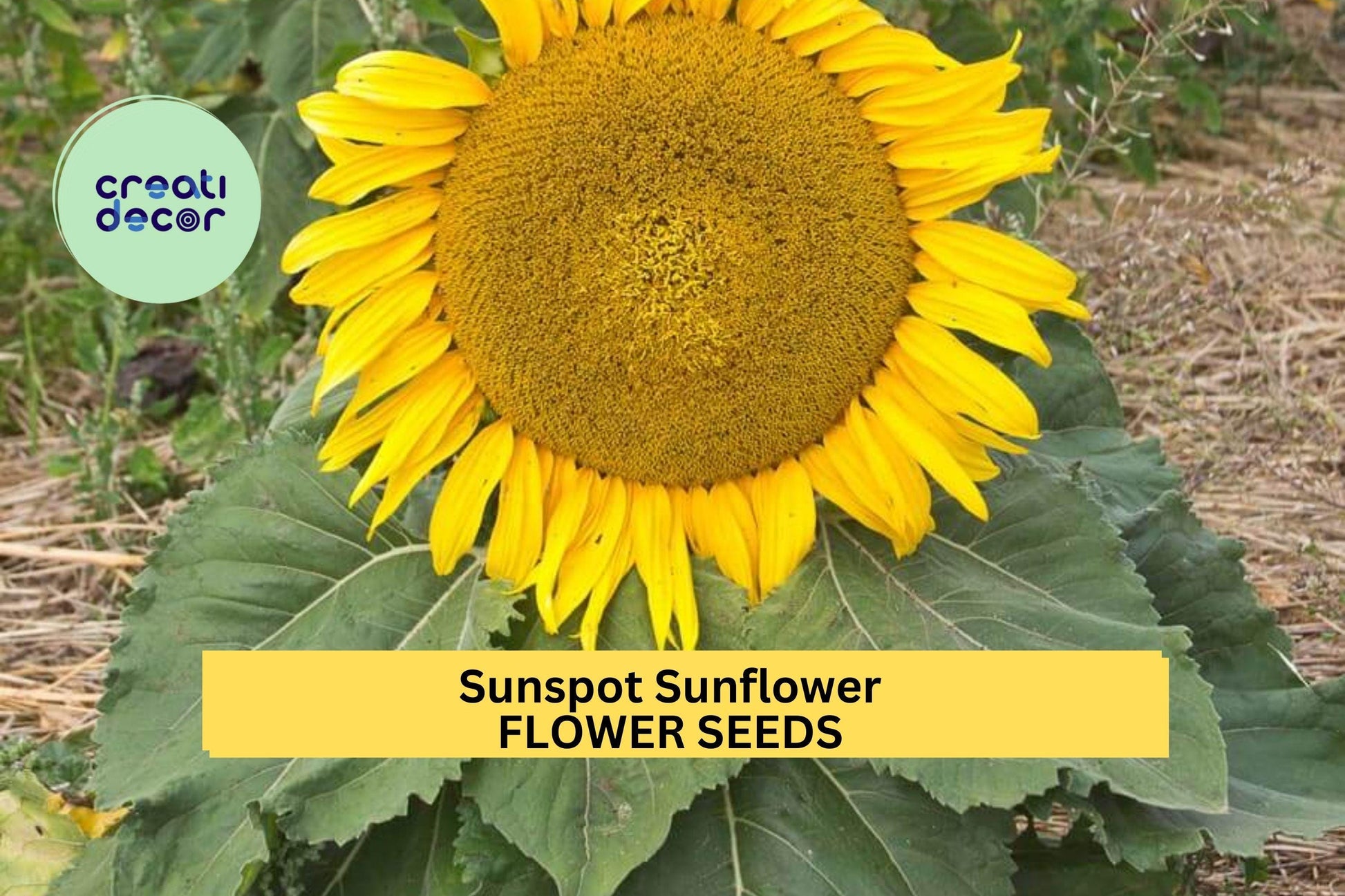 Sunspot Sunflower Seeds 3 Pack | Dwarf Helianthus annuus Bright Yellow Blooms for Containers & Gardens