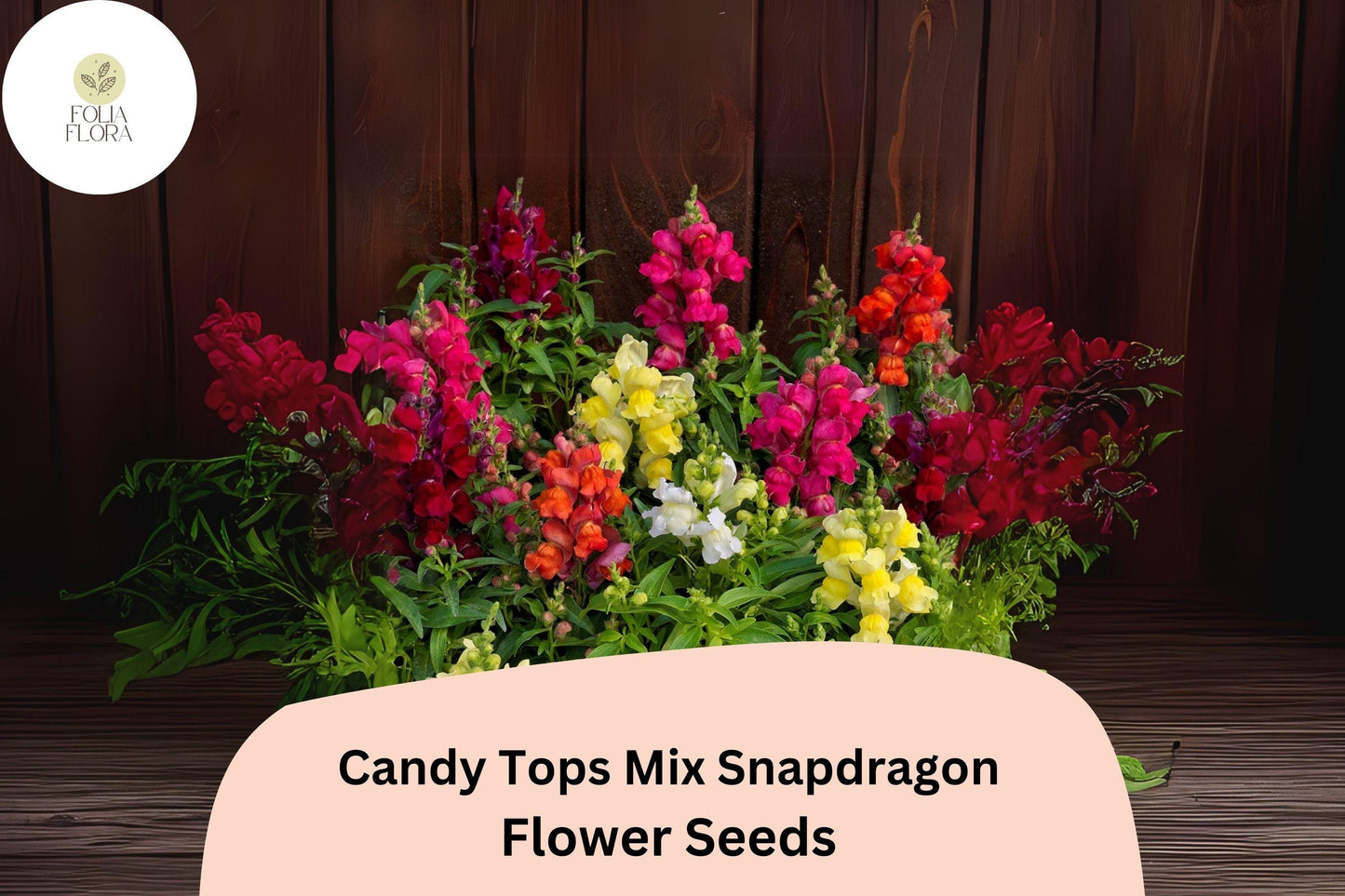 Candy Tops Snapdragon Seeds | Vibrant Multi-Color Mix | Compact Annual Flowers | Antirrhinum majus | 1000+ Seeds