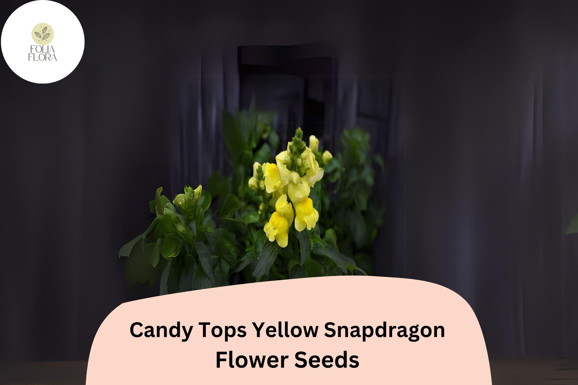 Candy Tops Yellow Snapdragon Seeds | Dwarf Annual, Bright Yellow Blooms, Pollinator-Friendly | Antirrhinum majus