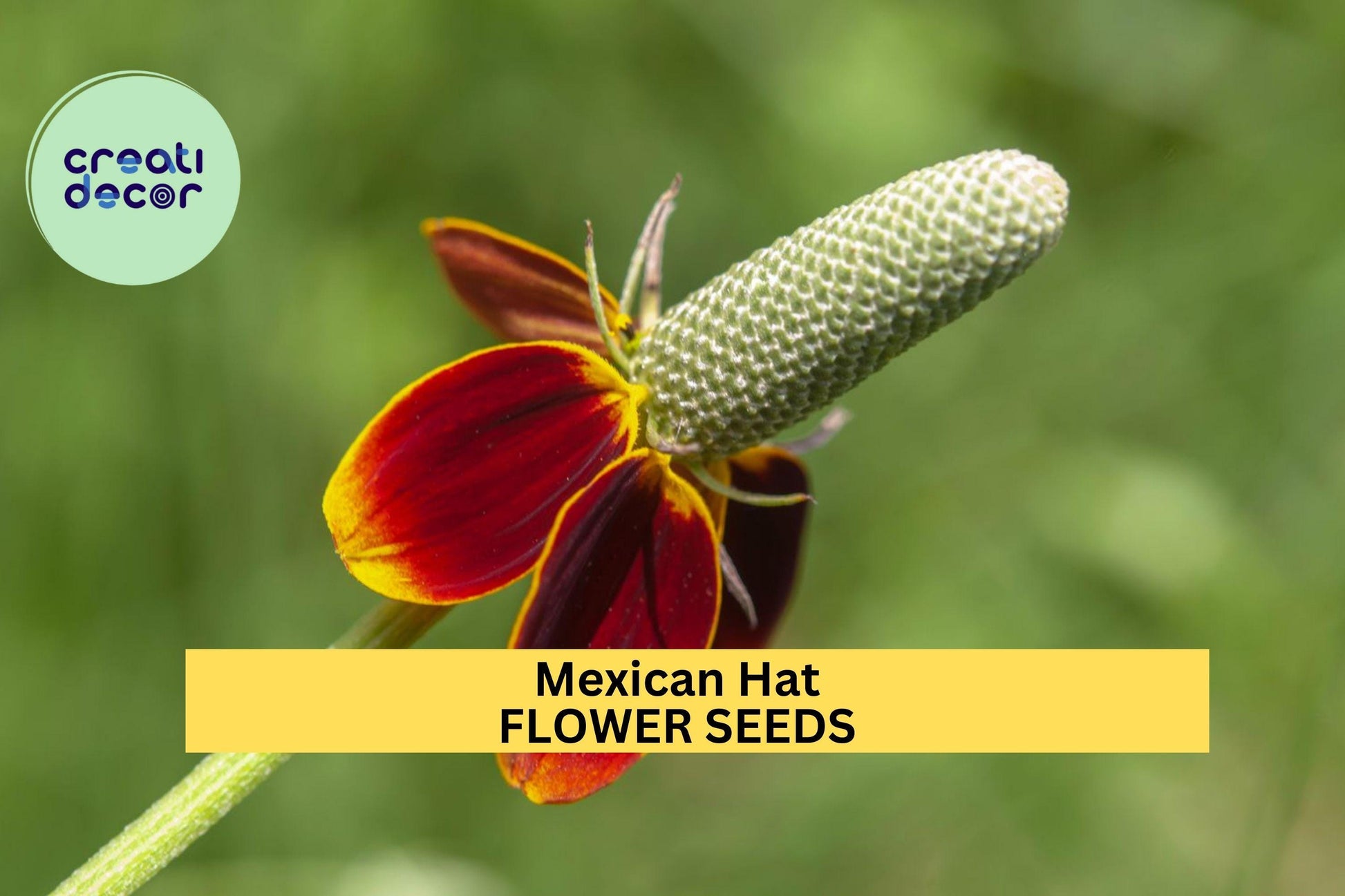 3pcs Mexican Hat Seeds – Vibrant Red-Yellow Wildflowers for Pollinator Gardens, Meadow, Prairie Planting – Ratibida columnifera