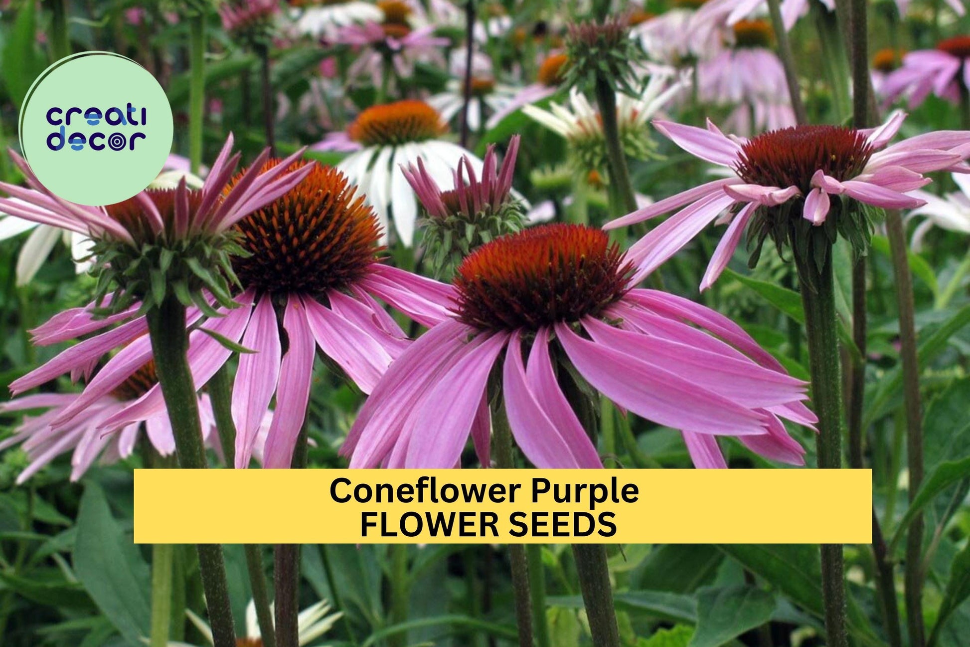 3 Pcs 500mg Purple Coneflower Seeds Echinacea purpurea Native Perennial for Pollinators & Wildflower Gardens