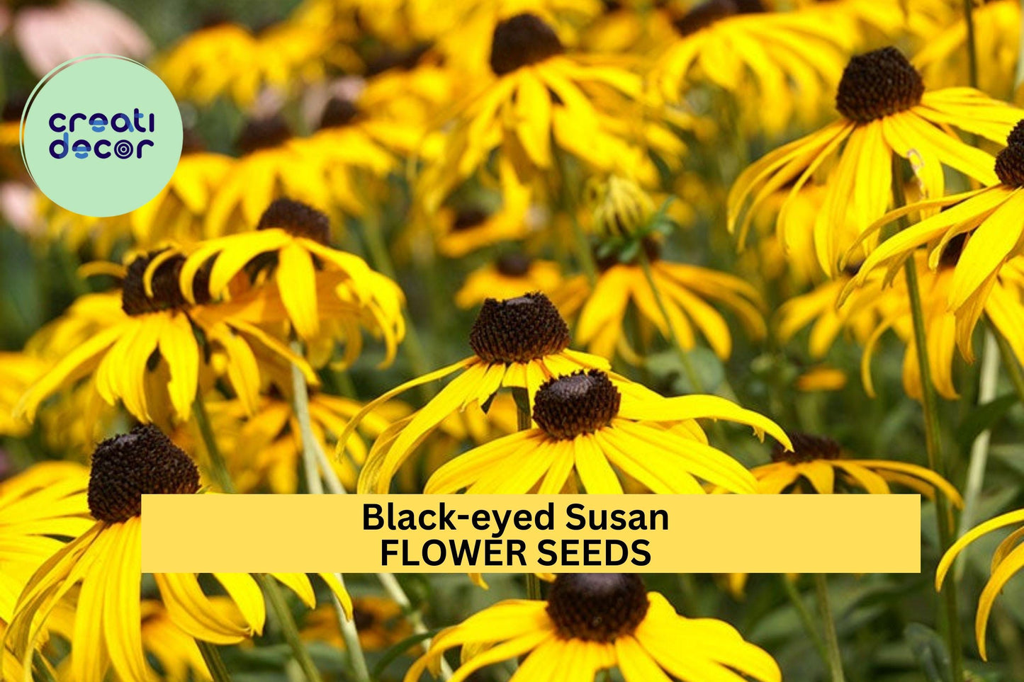 Black-eyed Susan Seeds 3 Pack – Rudbeckia hirta Bright Yellow Wildflower for Pollinator Gardens & Sunny Borders