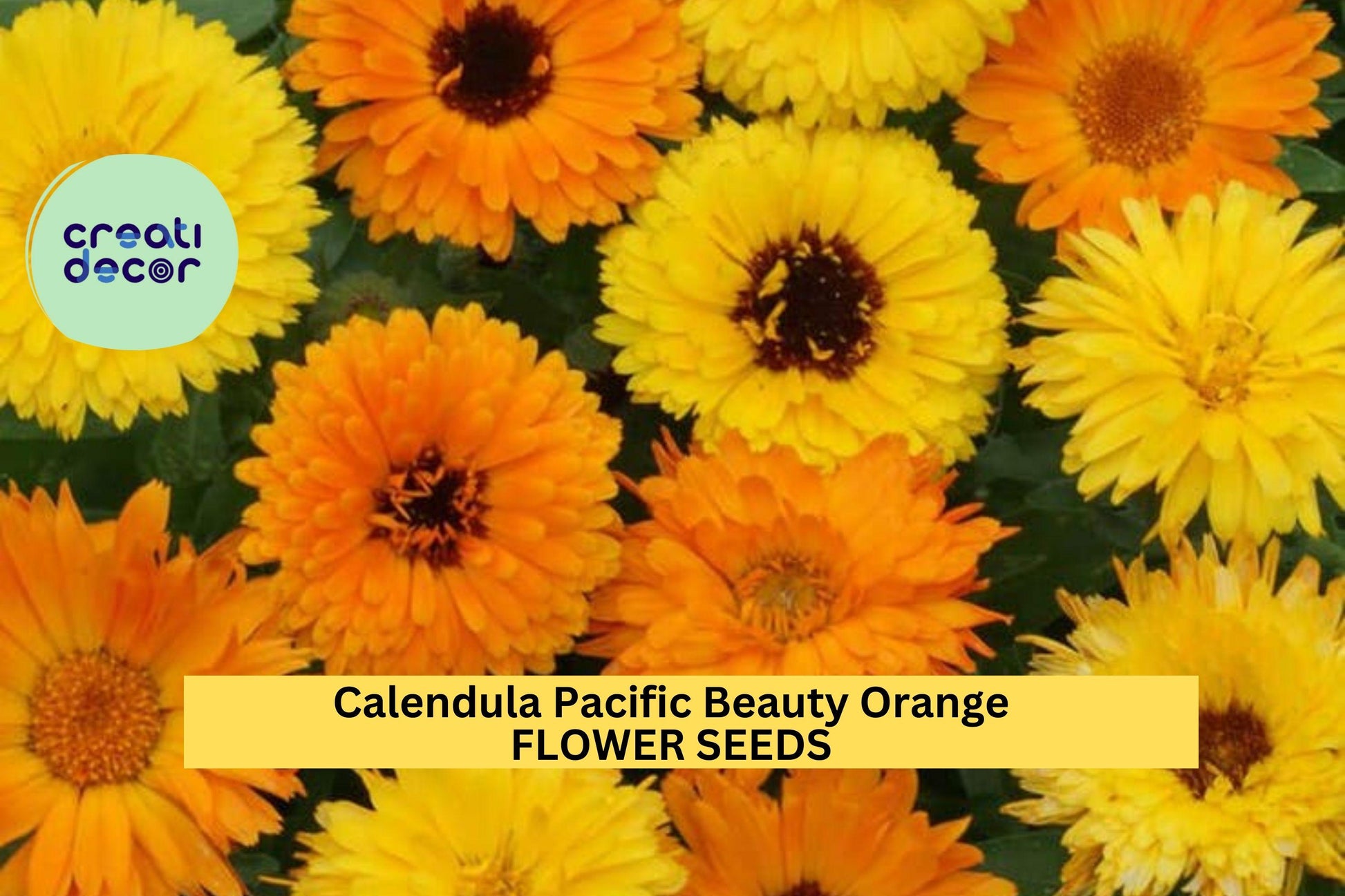 3pcs Calendula officinalis Pacific Beauty Orange Seeds – Bright Edible Blooms for Gardens, Borders & Pollinator Beds