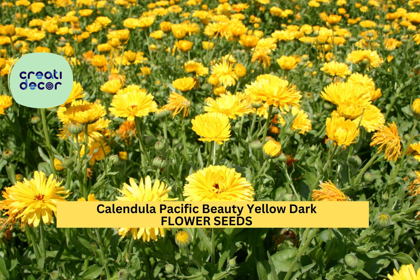 3 Pack Calendula officinalis Pacific Beauty Yellow Dark Seeds – Bright Yellow Flowers, Pollinator Attracting, Easy to Grow Annual Seeds
