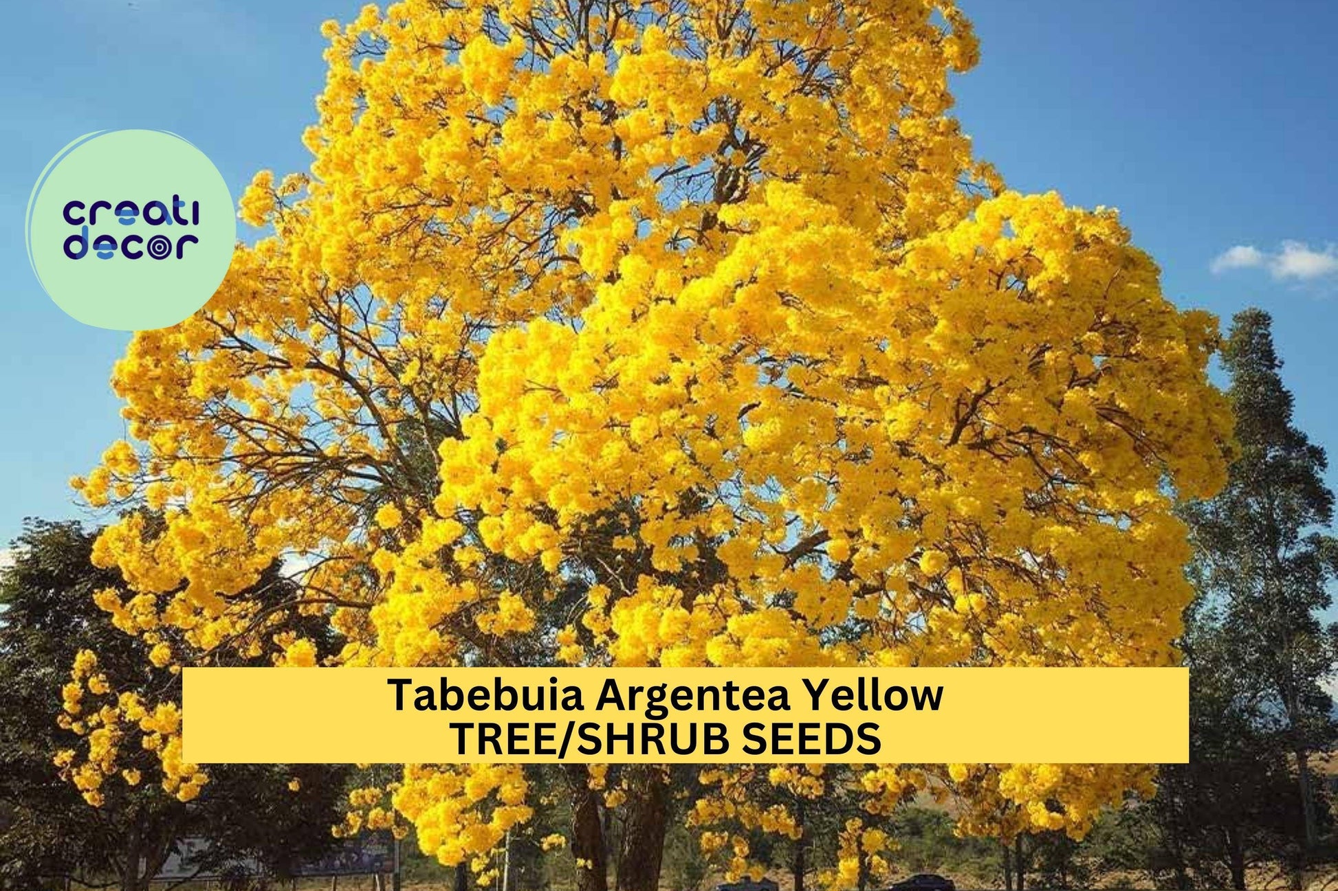 Tabebuia Argentea Seeds – Golden Trumpet Tree – Yellow Flowering Ornamental Tropical Tree for Landscaping