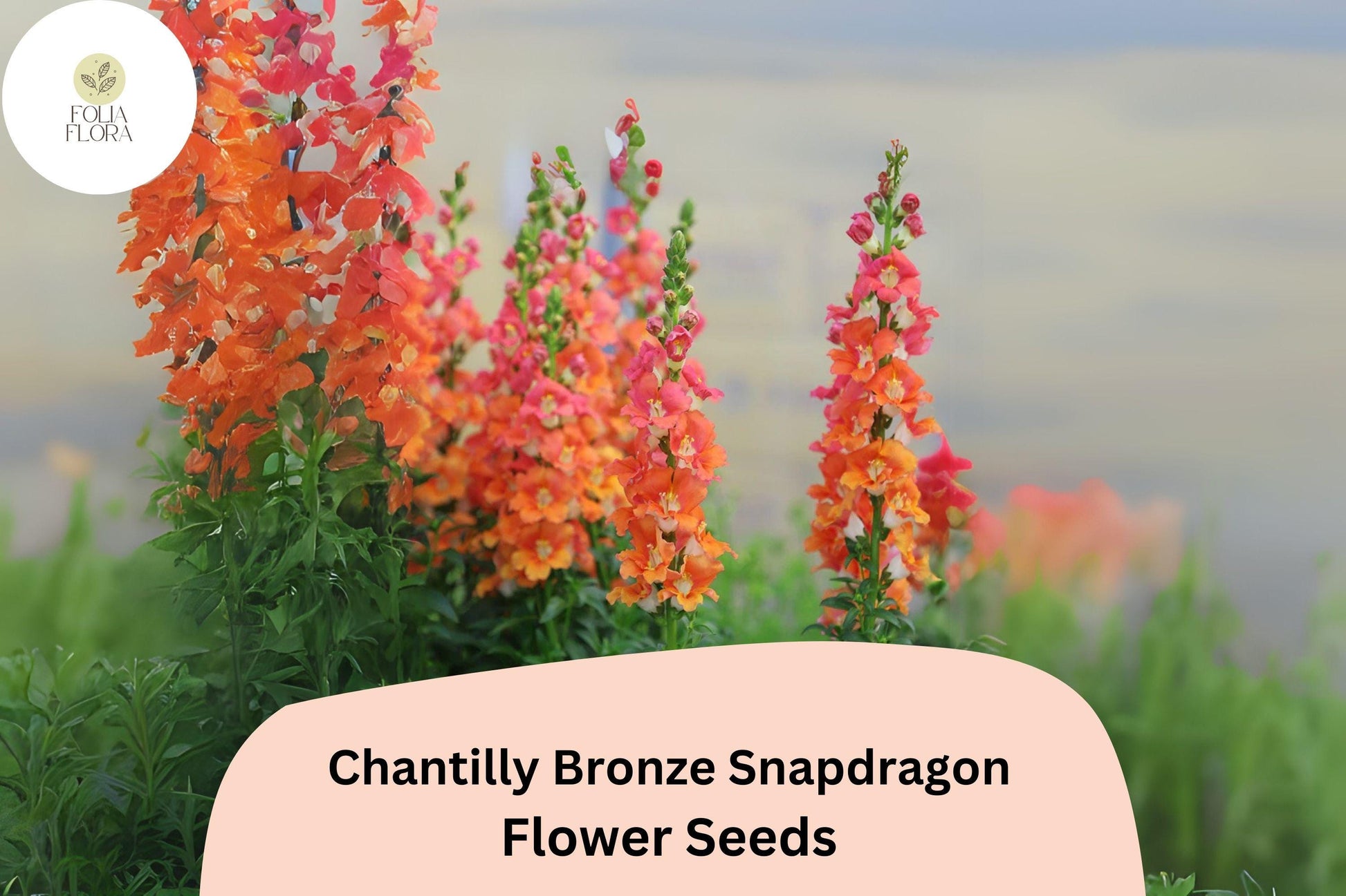 Chantilly Bronze Snapdragon Seeds | Tall Peach & Orange Blooms | Antirrhinum majus | Pollinator-Friendly Annual