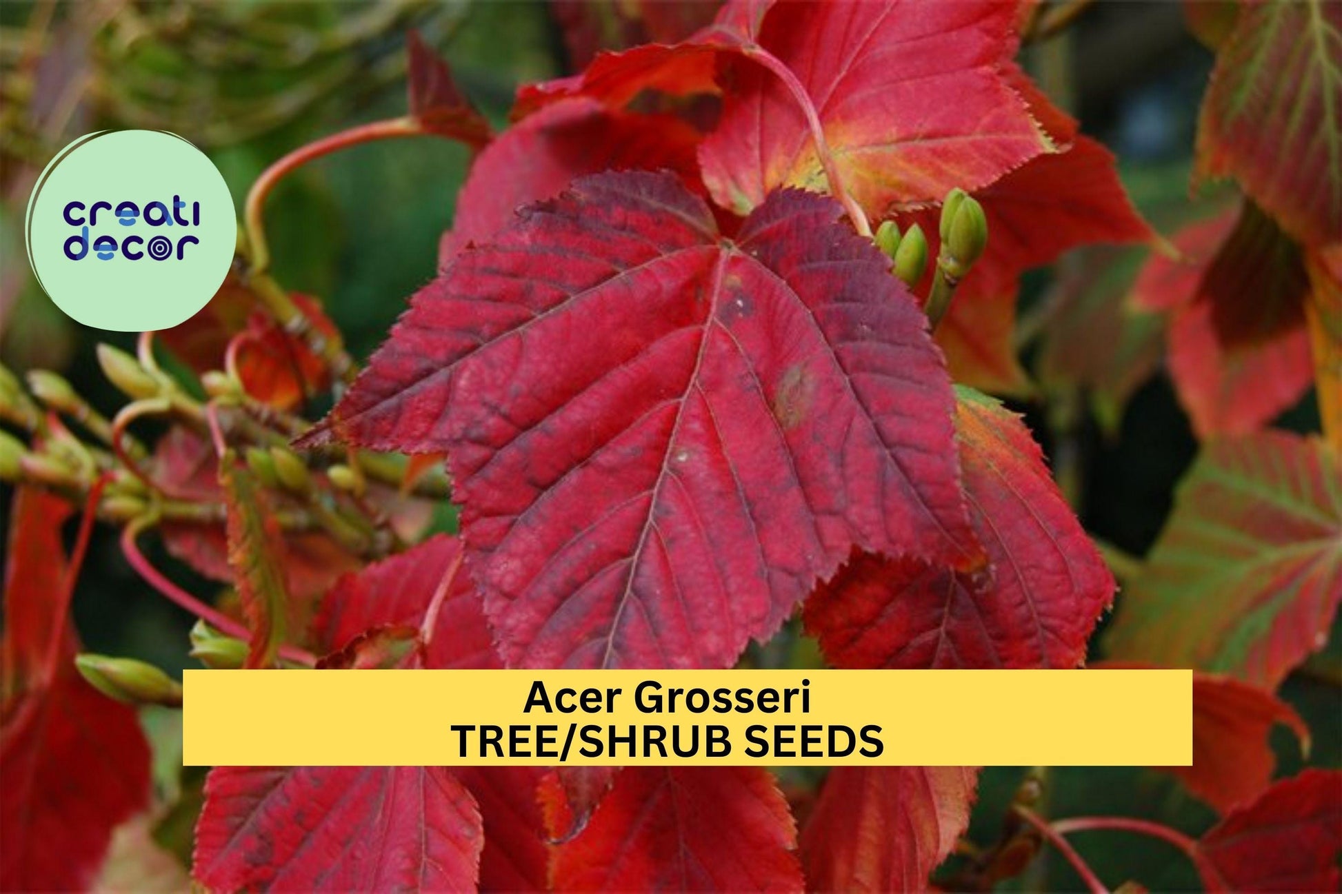 3pcs Acer grosseri var. Hersii Snakebark Maple Seeds – Ornamental Foliage & Striped Bark for Landscaping