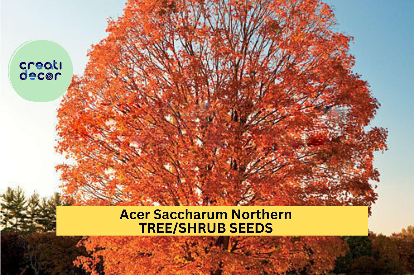 Acer saccharum Northern Sugar Maple Tree Seeds – Cold Hardy Native Shade Tree with Vibrant Fall Color, Zones 3–8