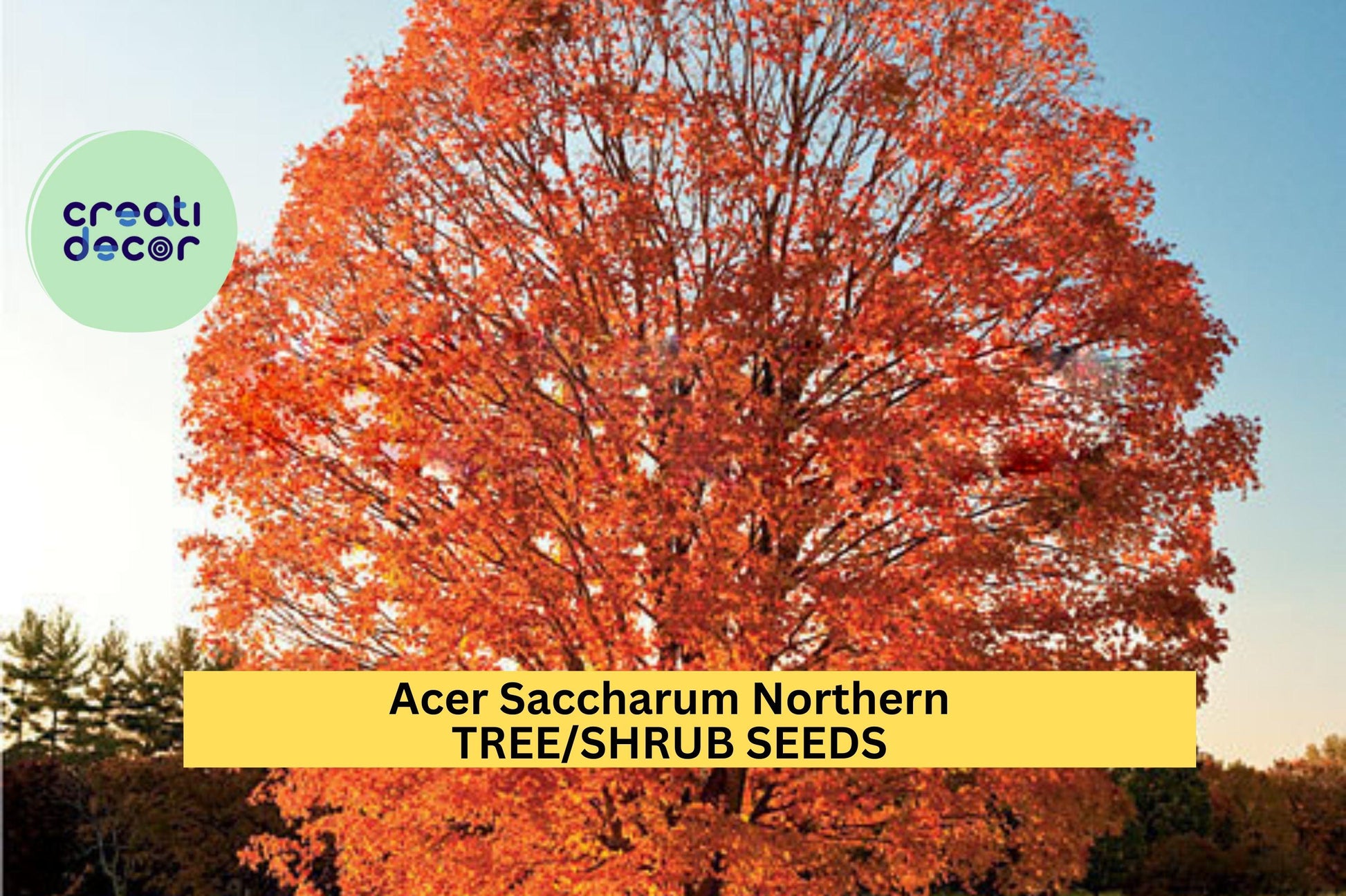 Acer saccharum Northern Sugar Maple Tree Seeds – Cold Hardy Native Shade Tree with Vibrant Fall Color, Zones 3–8