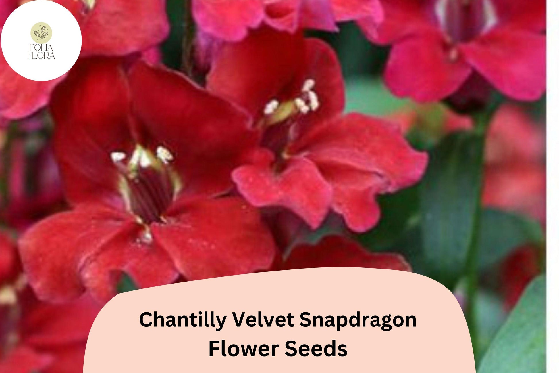 Chantilly Velvet Snapdragon Seeds | Deep Red Burgundy Fragrant Blooms | Antirrhinum majus | Pollinator-Friendly Annual