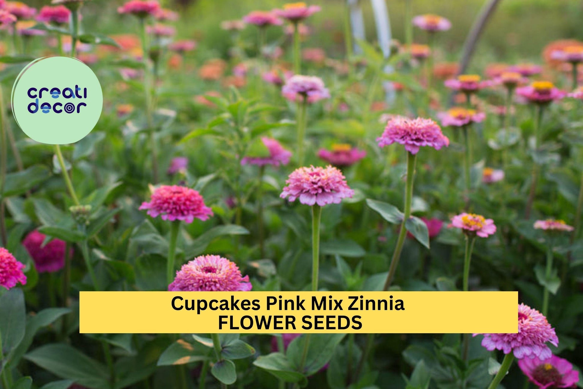 Cupcakes Pink Mix Zinnia Seeds – Frilly Pink Blooms for Pollinator Gardens, Cut Flowers, Borders | Zinnia elegans